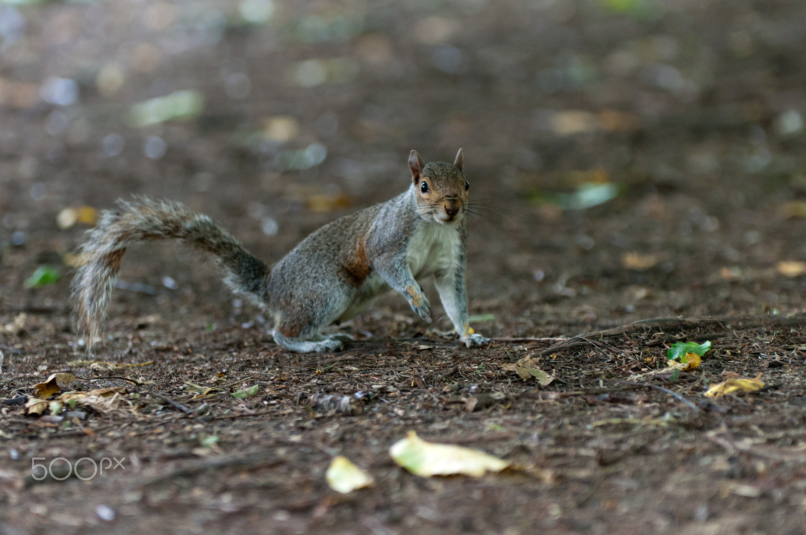 Sigma 70-200mm F2.8 EX DG OS HSM sample photo. Grey squirrel on alert photography
