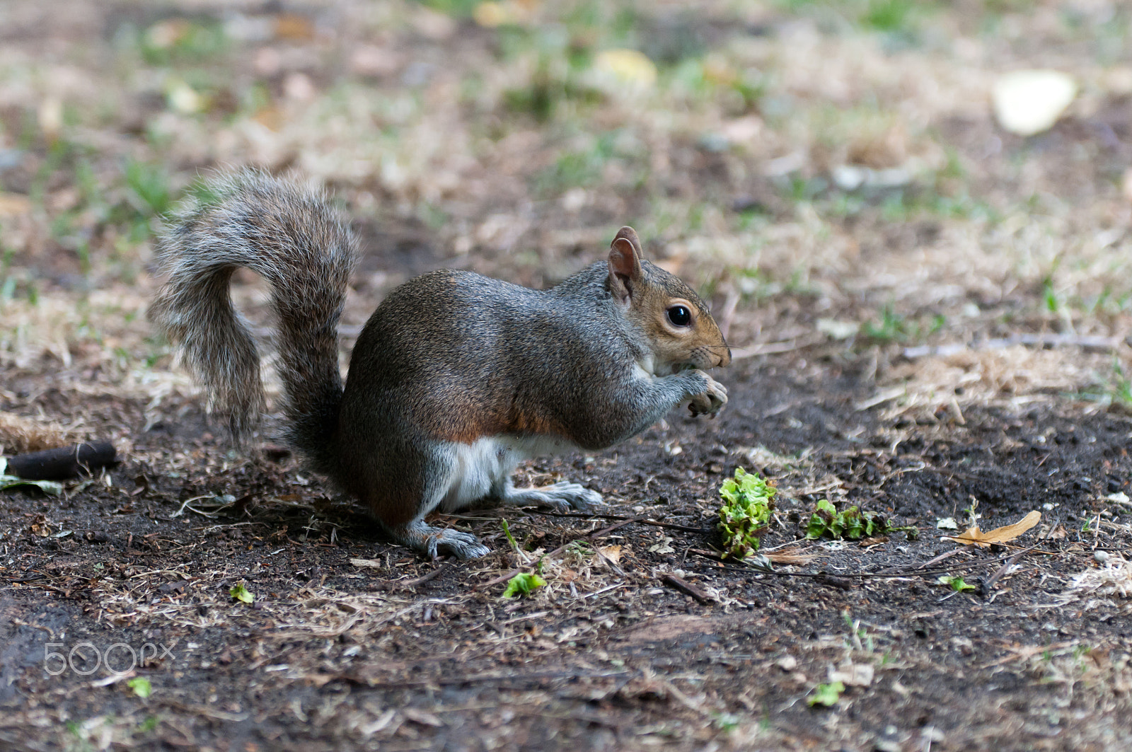 Sigma 70-200mm F2.8 EX DG OS HSM sample photo. Grey squirrel eating photography