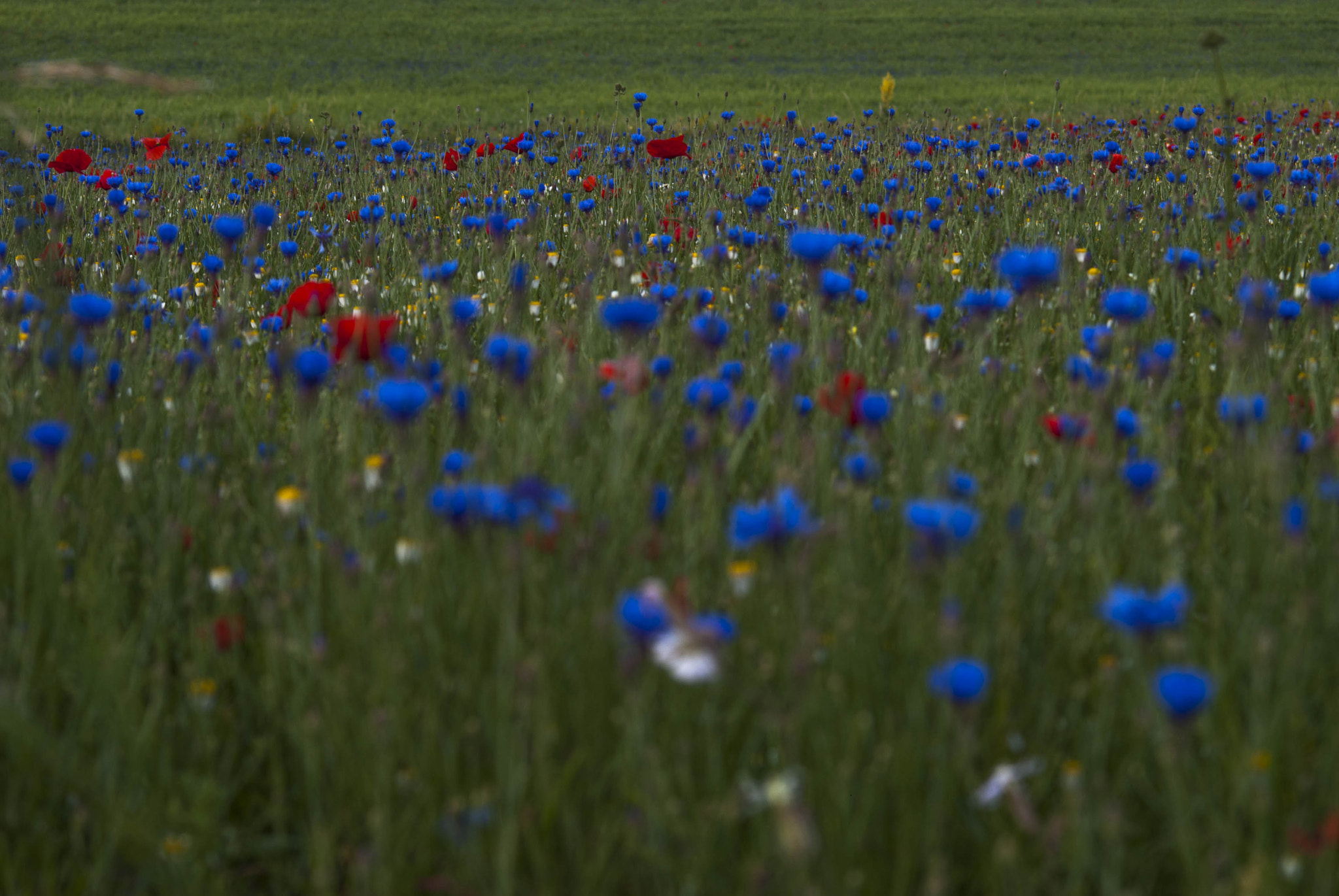 Nikon D80 + AF Nikkor 70-210mm f/4-5.6D sample photo. Red and blue flowers photography