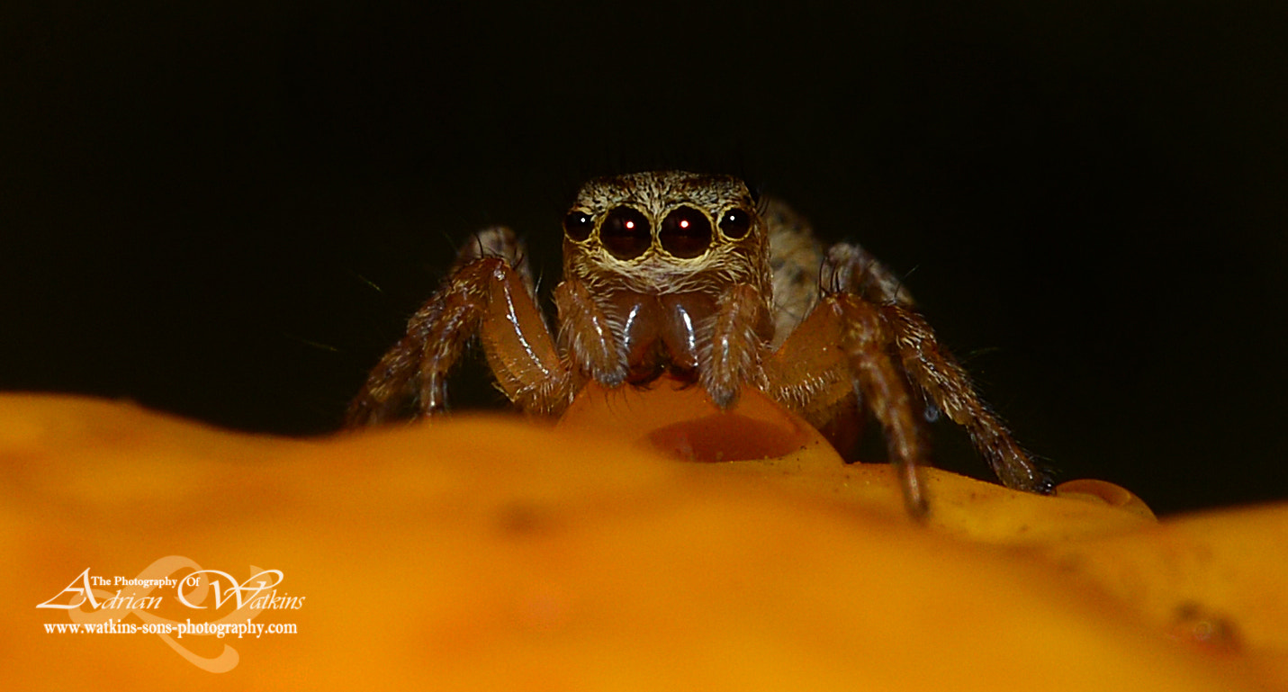 Nikon D4 + Sigma 150mm F2.8 EX DG Macro HSM sample photo. Tiny jumping spider photography