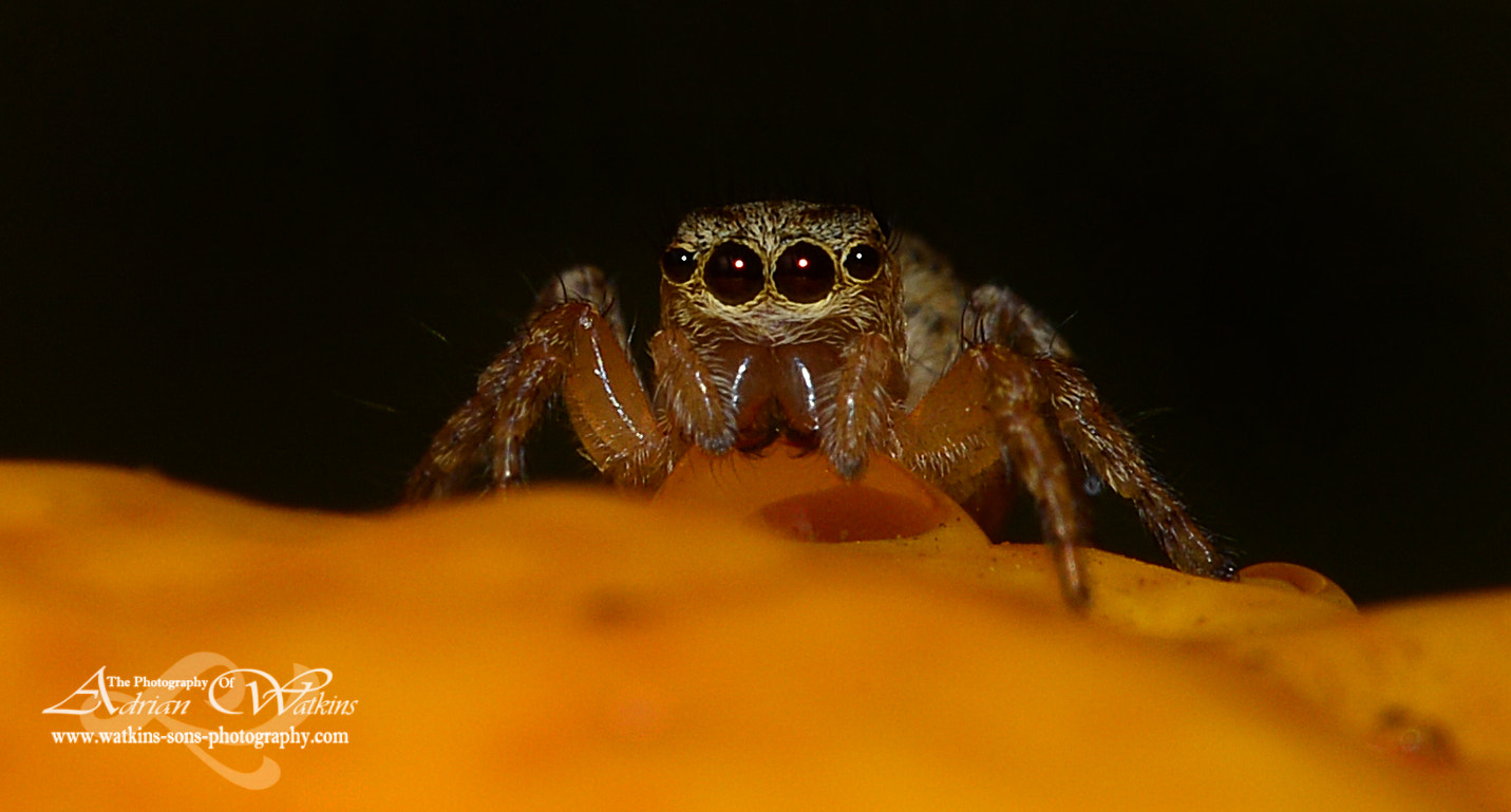 Sigma 150mm F2.8 EX DG Macro HSM sample photo. Tiny jumping spider photography