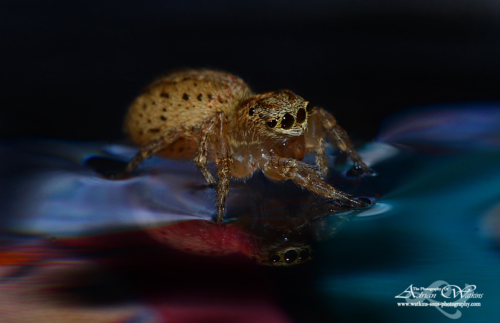 Sigma 150mm F2.8 EX DG Macro HSM sample photo. Tiny jumping spider photography