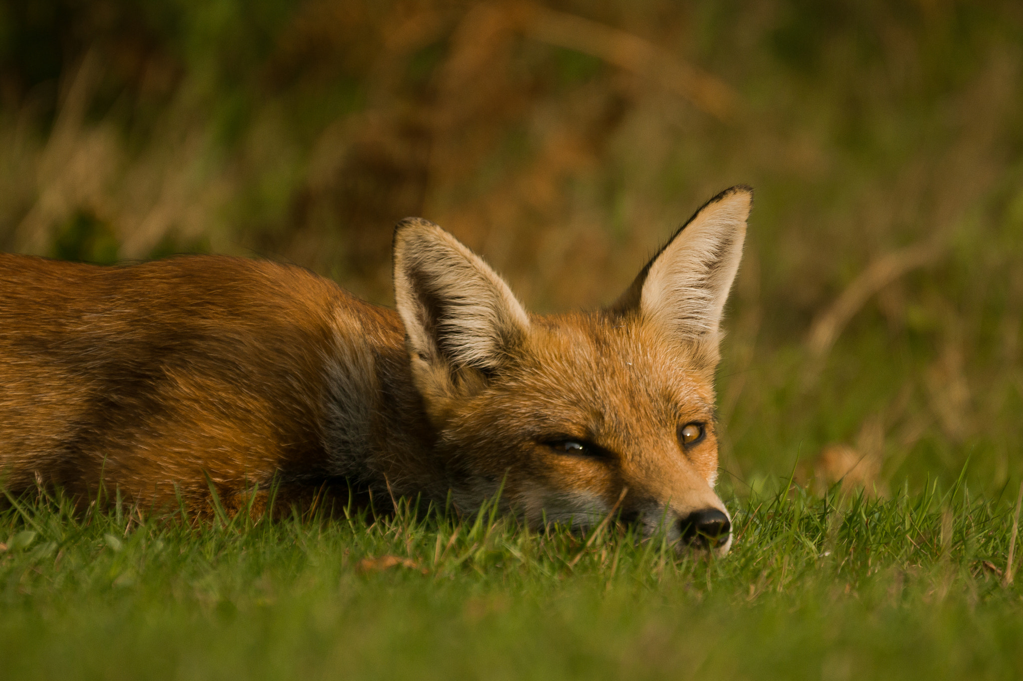 Canon EOS 550D (EOS Rebel T2i / EOS Kiss X4) + Canon EF 70-300mm F4.5-5.6 DO IS USM sample photo. Watchful fox photography