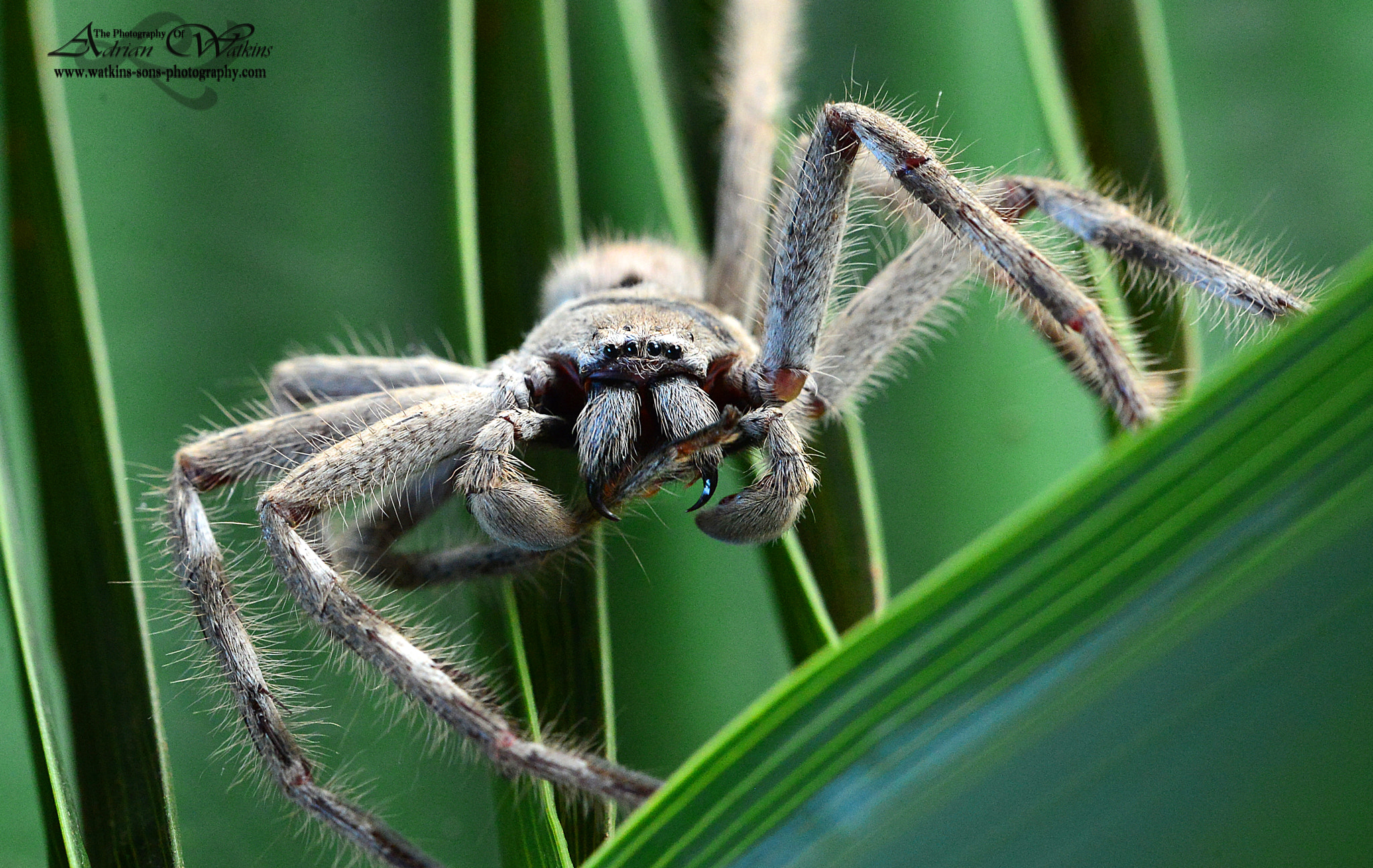 Sigma 150mm F2.8 EX DG Macro HSM sample photo. Huntsman spider photography