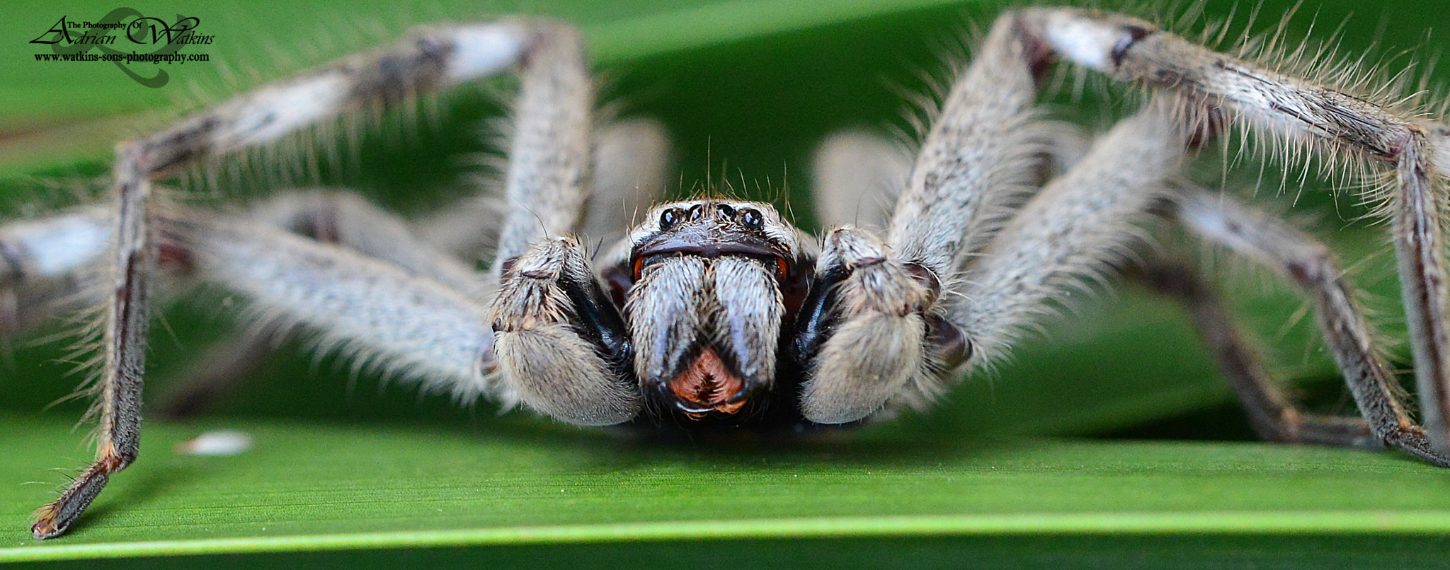 Sigma 150mm F2.8 EX DG Macro HSM sample photo. The huntsman spider 2 photography