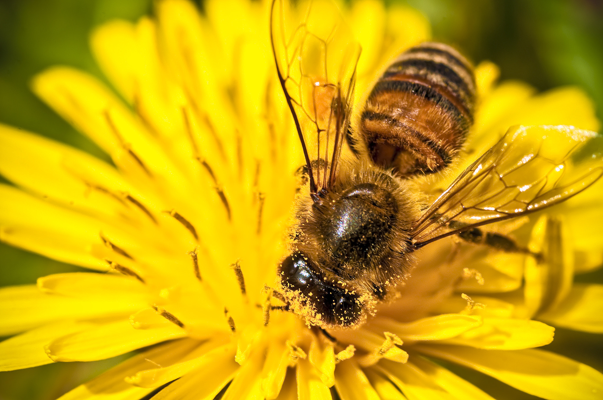 Nikon D300S + AF Micro-Nikkor 60mm f/2.8 sample photo. Bee photography