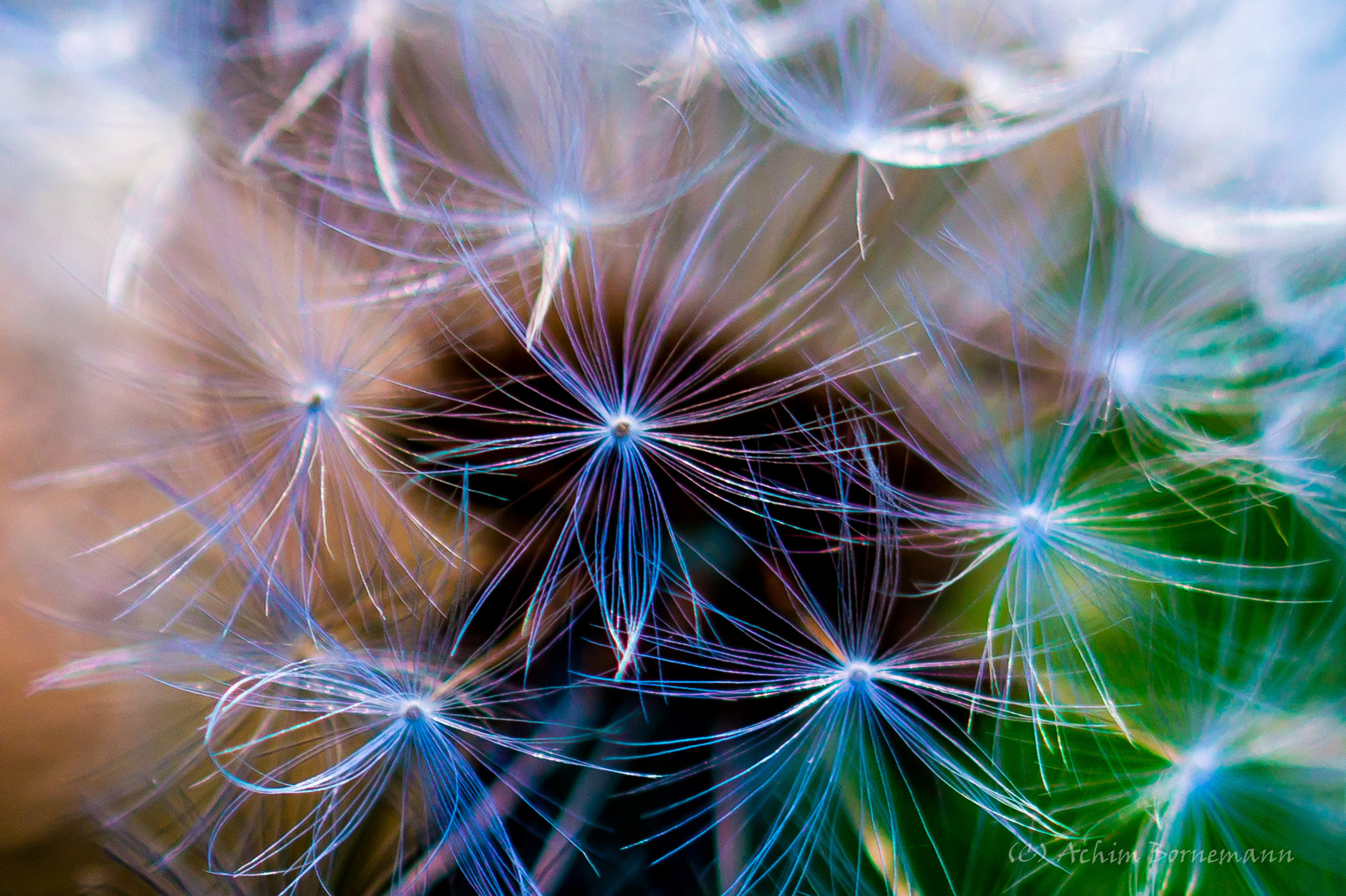 Sony SLT-A58 + 90mm F2.8 Macro SSM sample photo. Dandelion photography