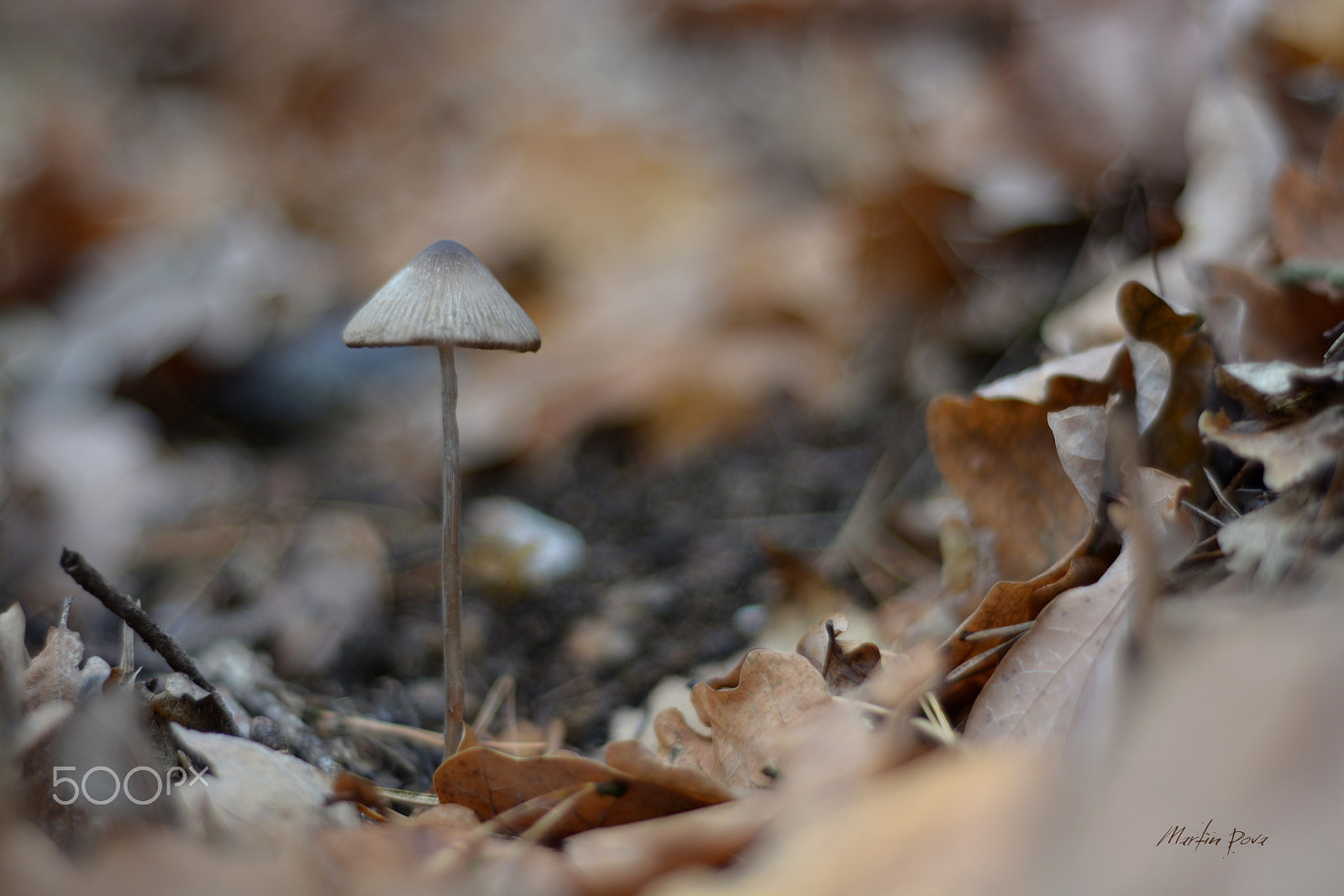 Nikon D7100 + AF Nikkor 24mm f/2.8 sample photo. The last man standing photography