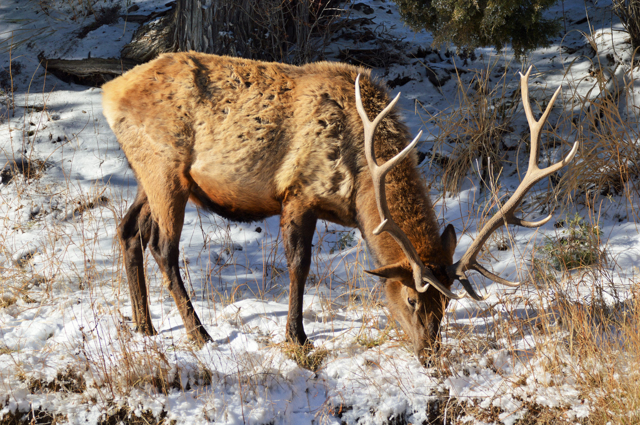 Sigma 150-600mm F5-6.3 DG OS HSM | C sample photo. Yellowstone 11/22/15 photography