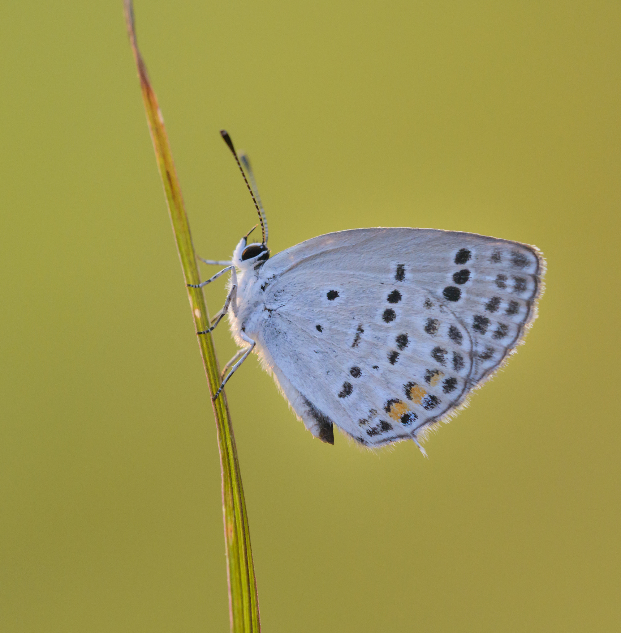Sigma 150mm F2.8 EX DG Macro HSM sample photo. Small butterfly photography