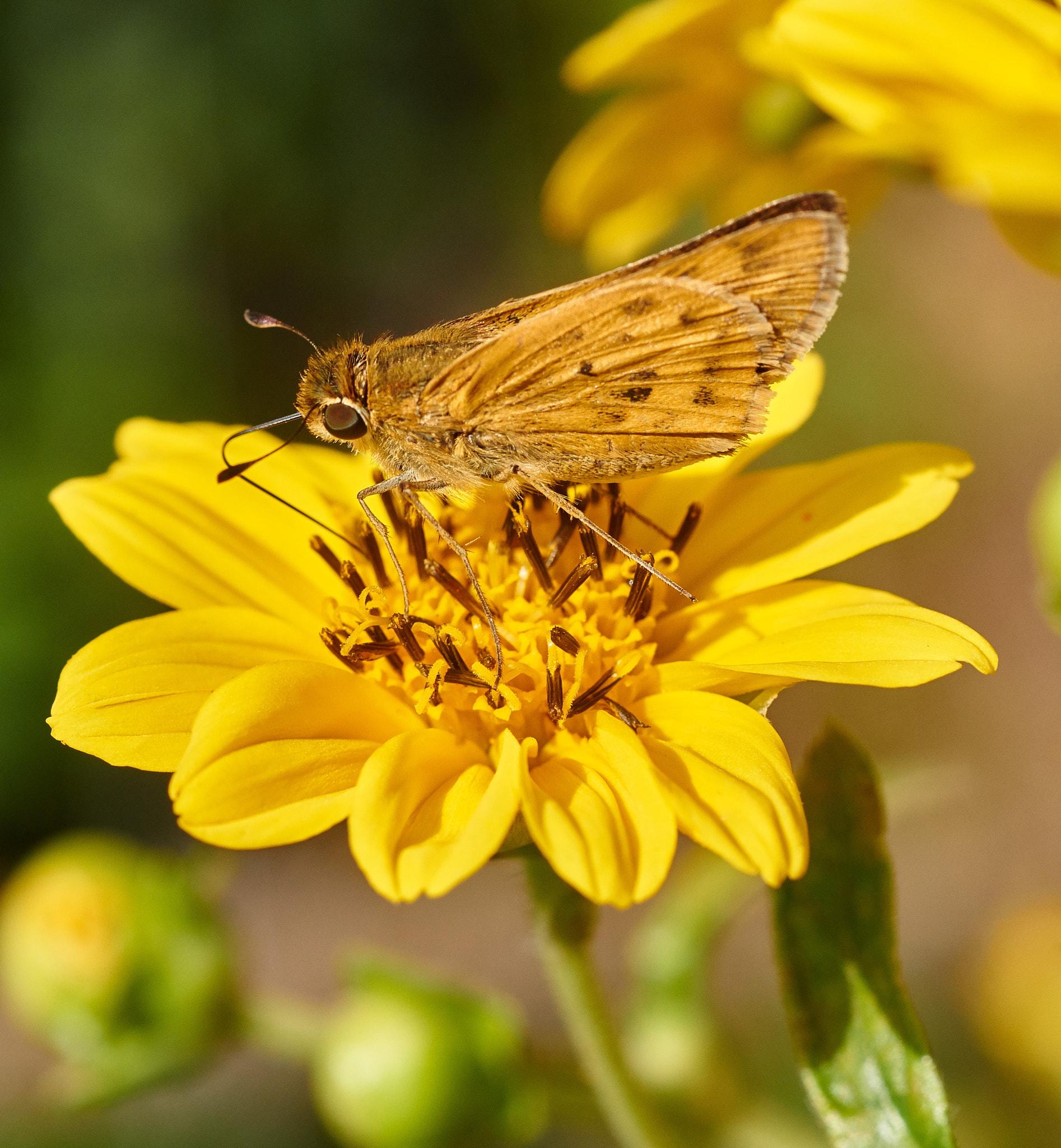 Sony SLT-A58 + MACRO 50mm F2.8 sample photo. Yellow  photography