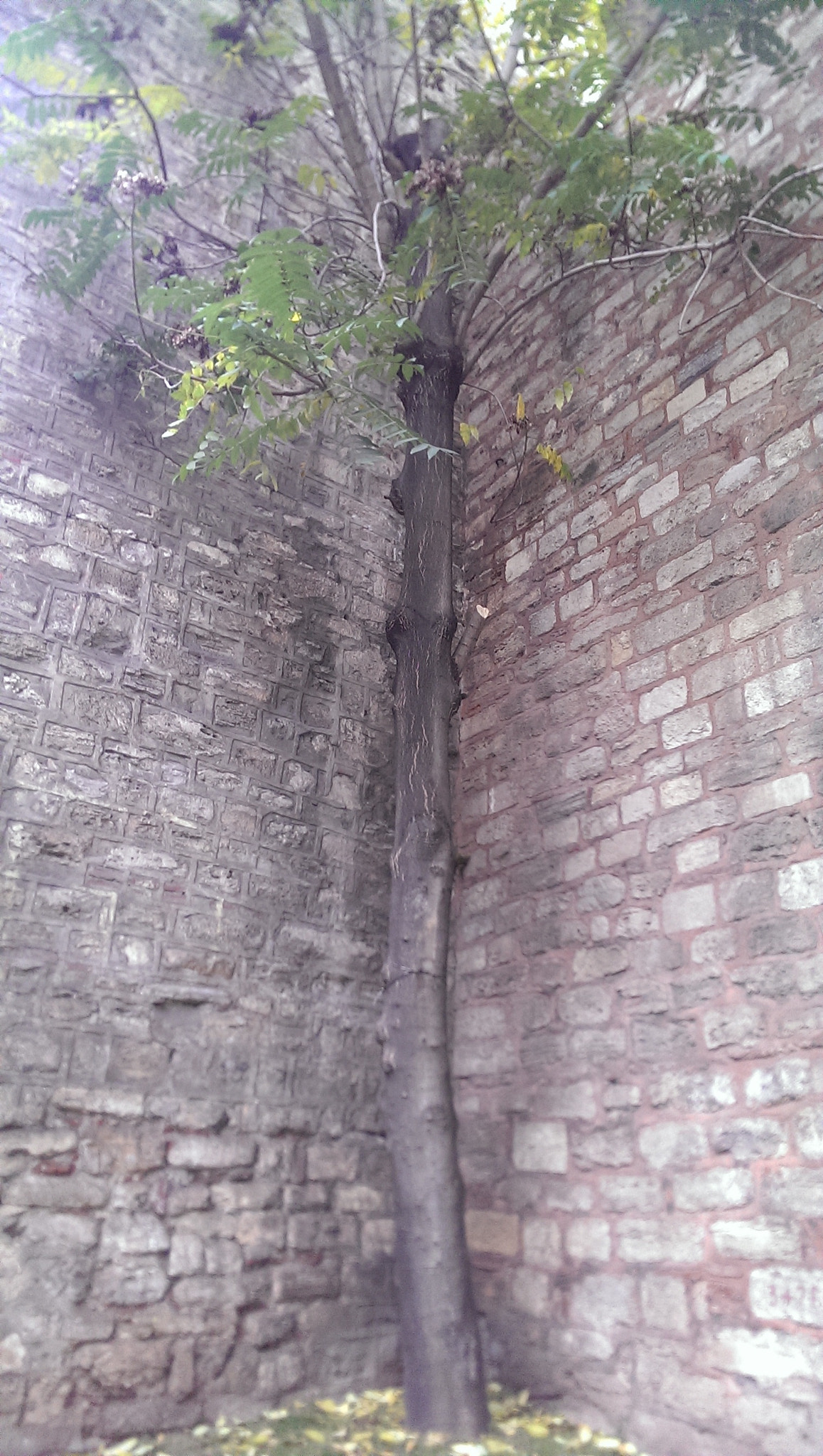 HTC ONE 801E sample photo. Alone tree photography