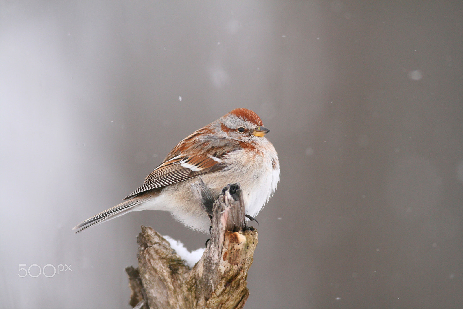 Canon EF 600mm F4L IS USM sample photo. American tree sparrow (snowing) photography