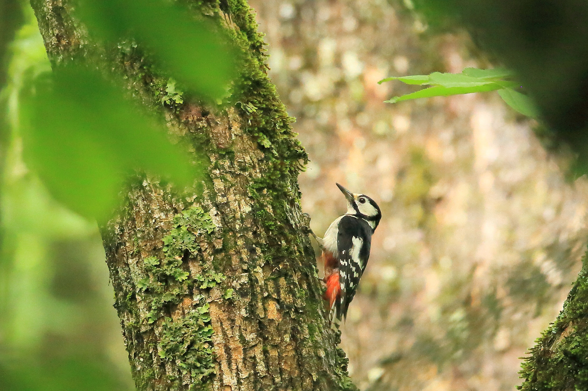 Canon EF 800mm F5.6L IS USM sample photo. アカゲラ   探して− photography