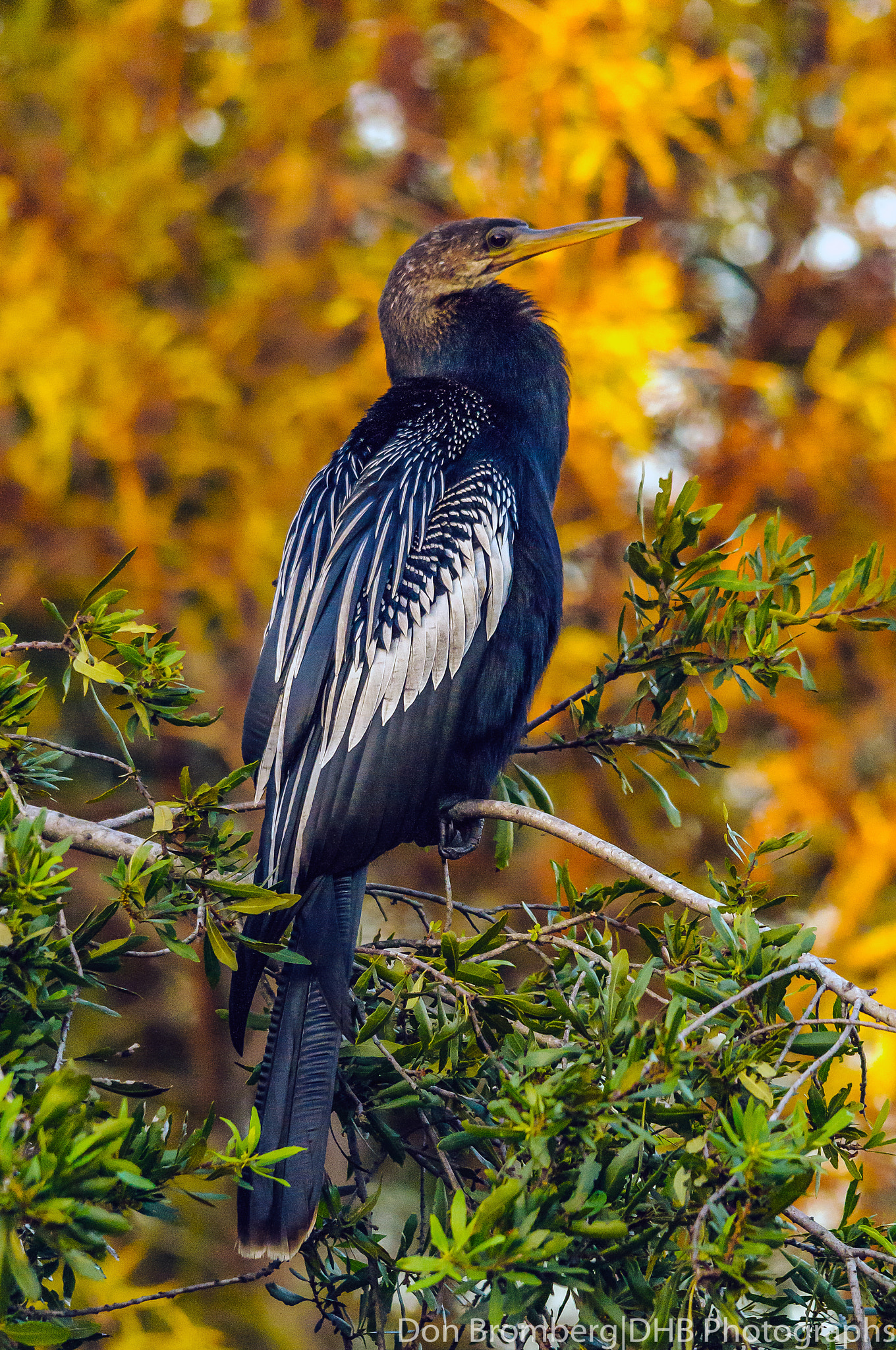 Sigma 150-500mm F5-6.3 DG OS HSM sample photo. Anhinga in a tree photography