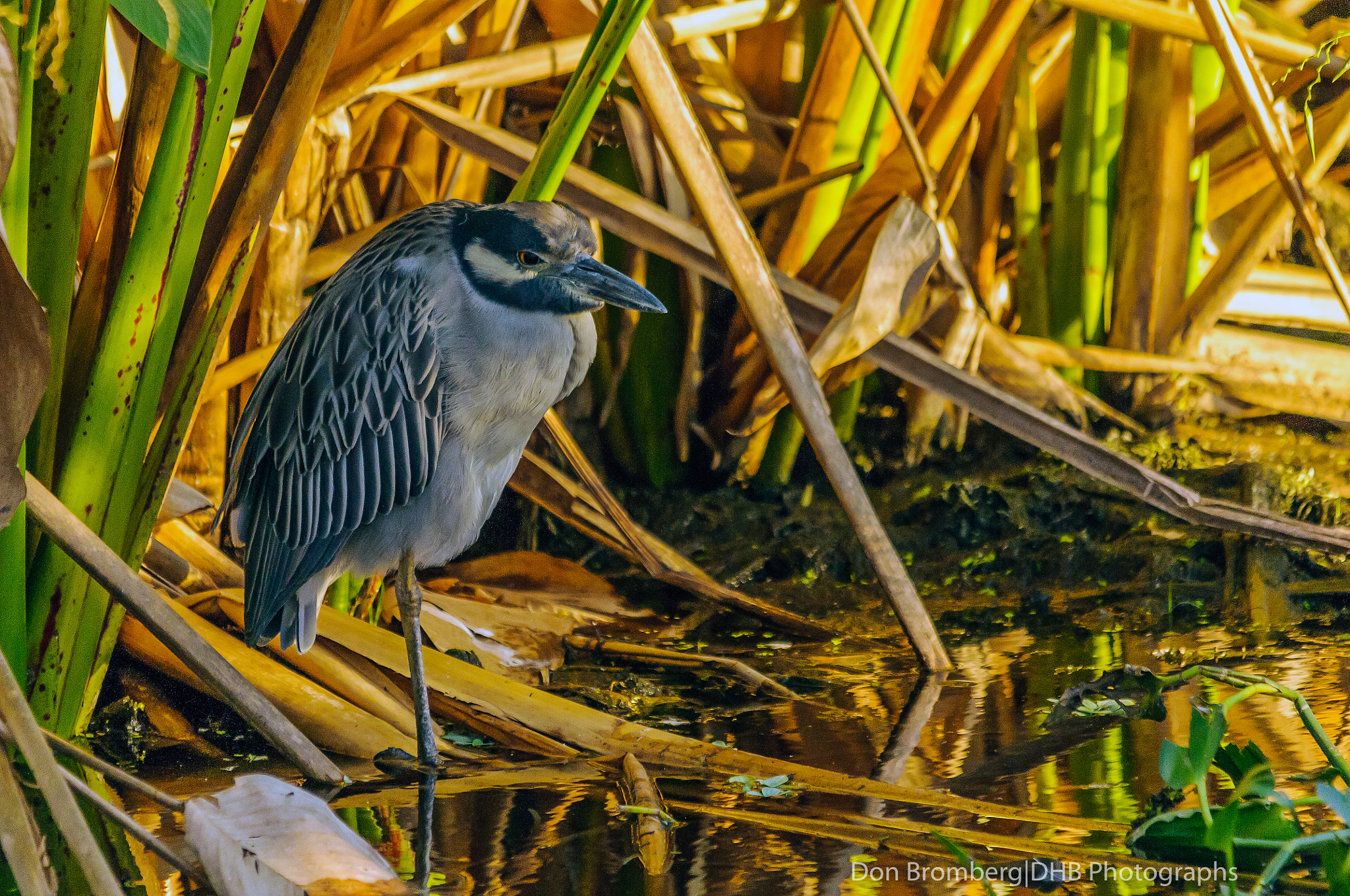 Sigma 150-500mm F5-6.3 DG OS HSM sample photo. Yellow crowned night heron photography