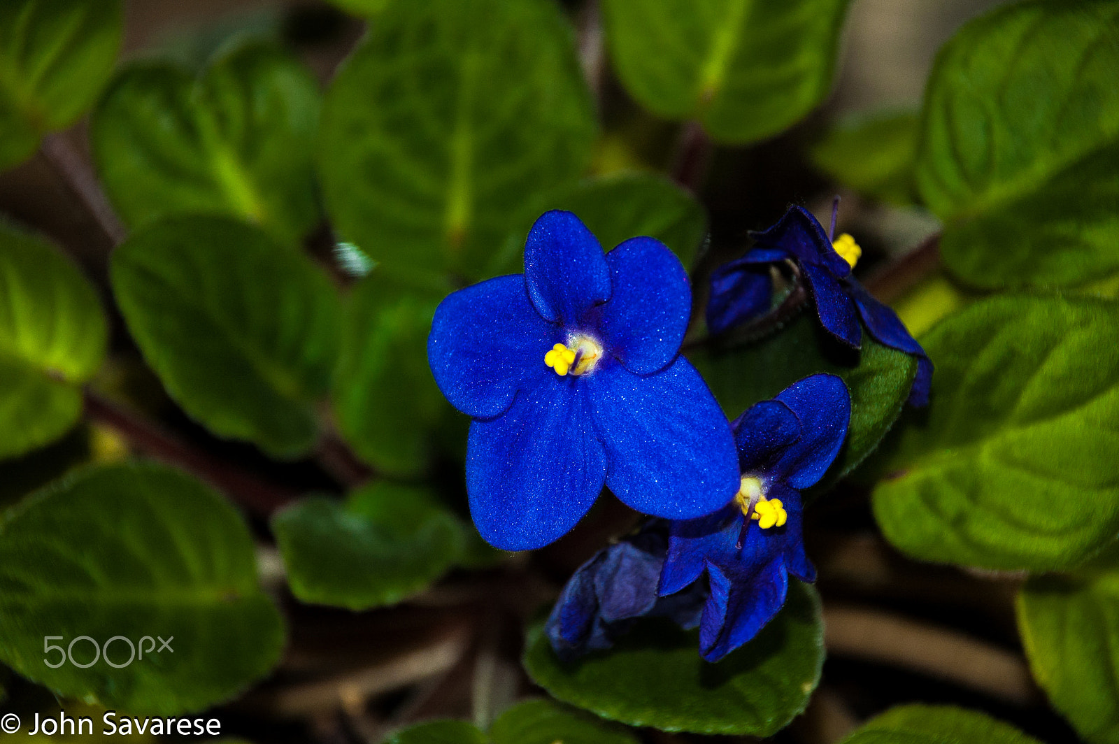 Nikon D70 + Sigma 18-125mm F3.8-5.6 DC HSM sample photo. A perfect flower photography