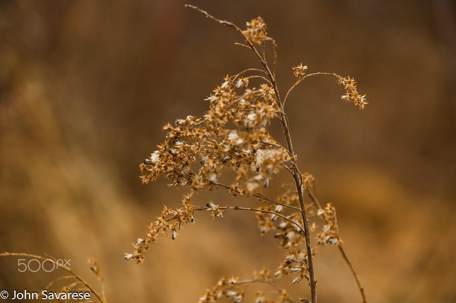 Nikon D70 + Sigma 18-125mm F3.8-5.6 DC HSM sample photo. Dry grass photography