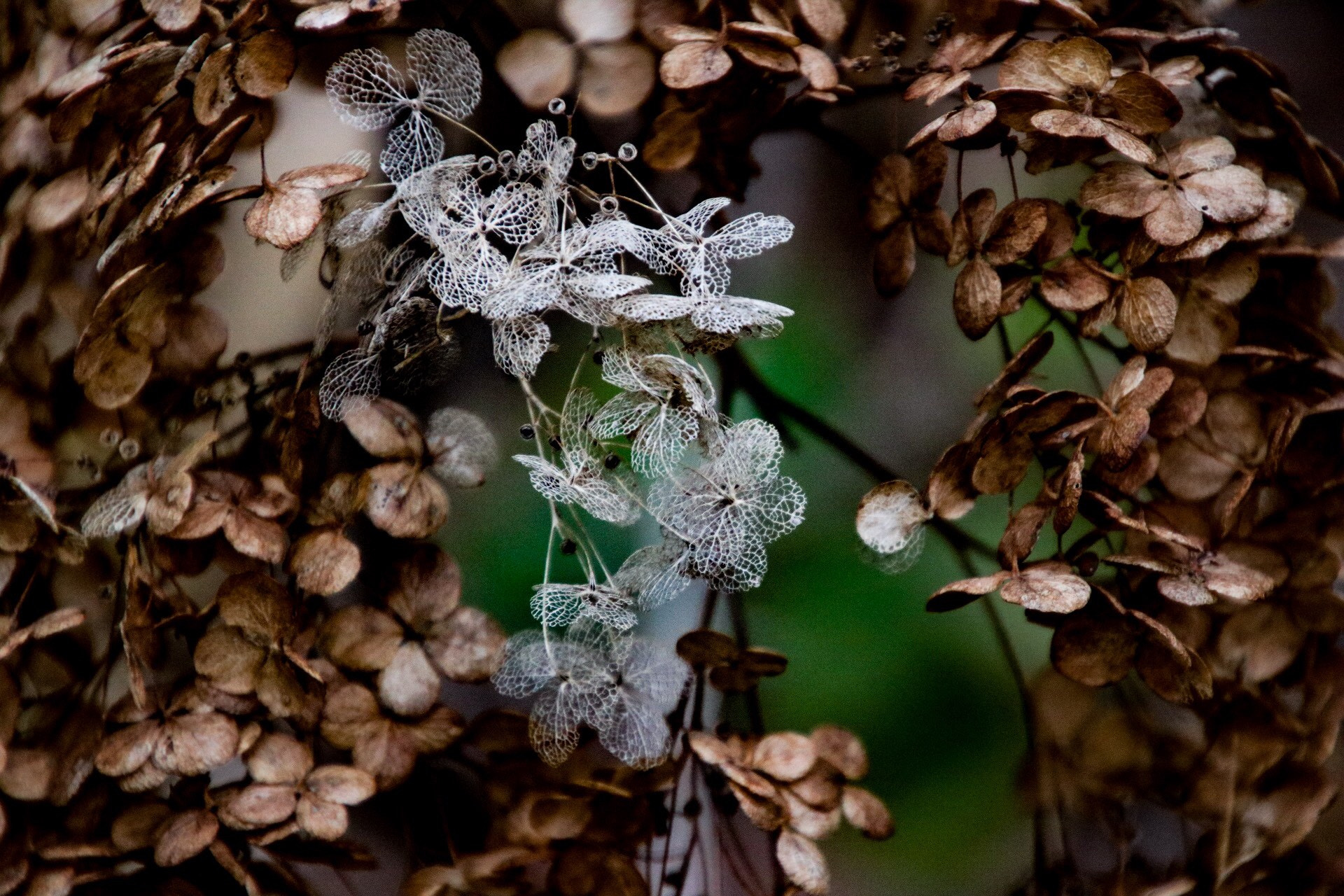 Canon EOS 760D (EOS Rebel T6s / EOS 8000D) sample photo. White skeleton photography