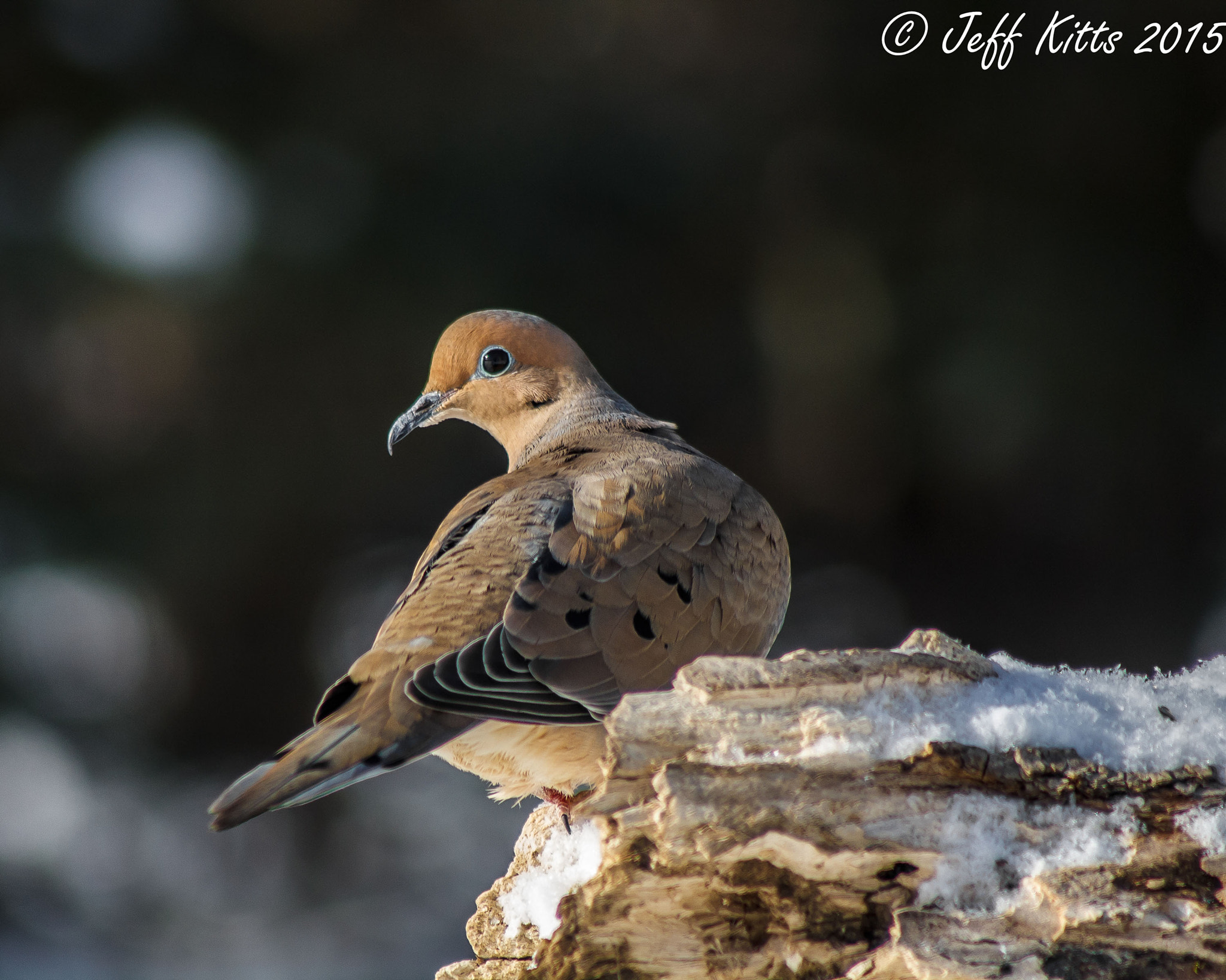 Canon EF 75-300mm f/4-5.6 USM sample photo. 0395-mourning dove photography