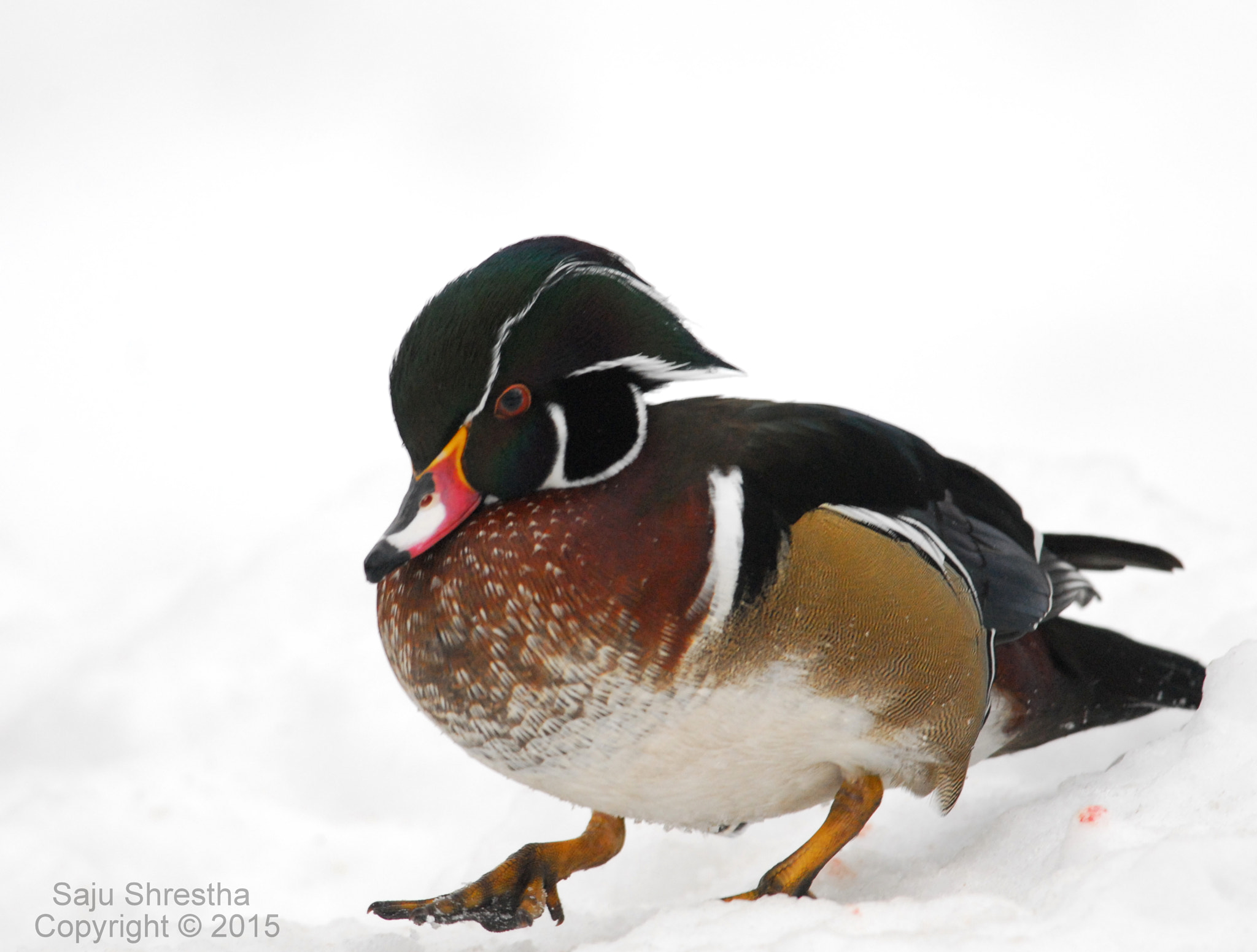 Nikon D200 + Nikon AF-S Nikkor 300mm F4D ED-IF sample photo. Wood duck photography