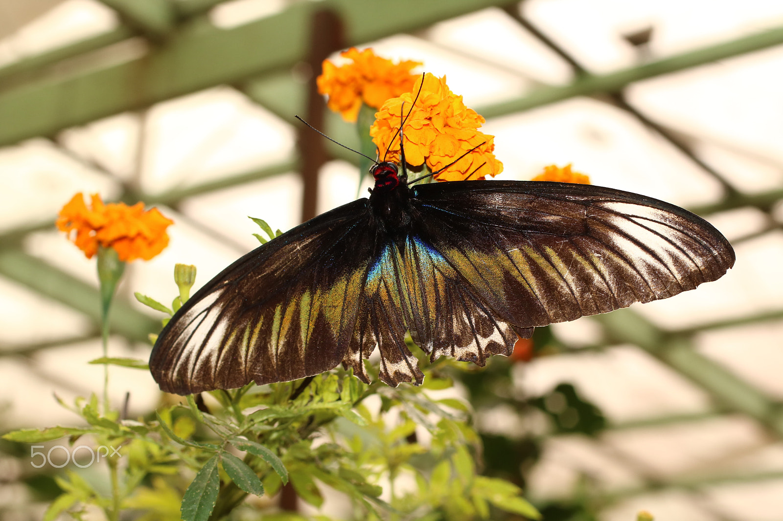 Canon EF 50mm F2.5 Macro sample photo. Butterfly 6315 photography