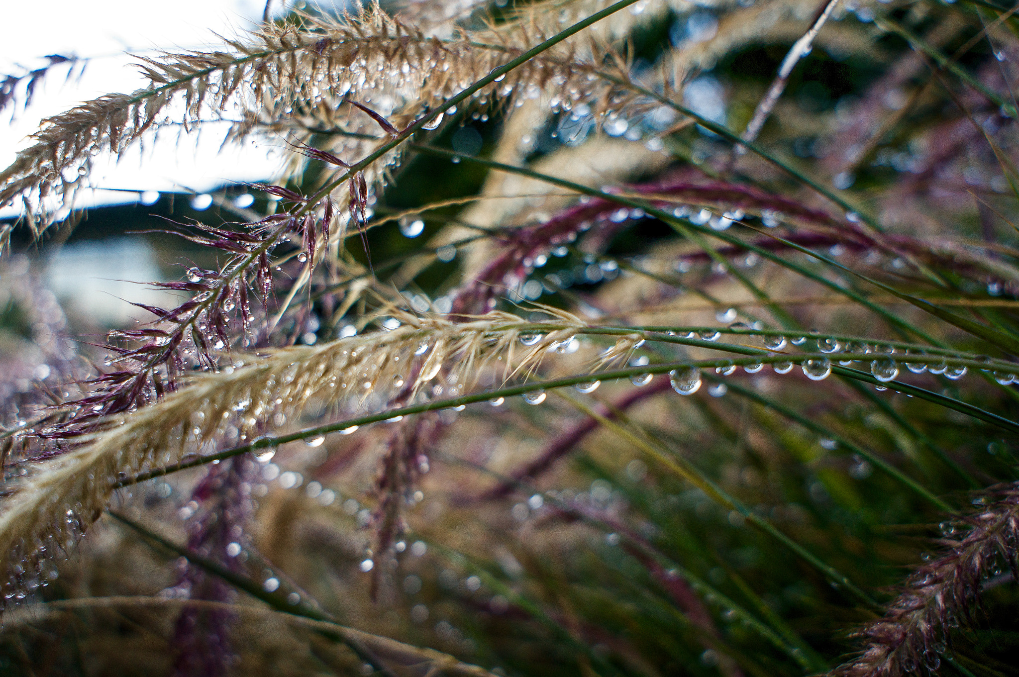 Sony Alpha NEX-6 + Sony E 20mm F2.8 sample photo. Morning dew photography