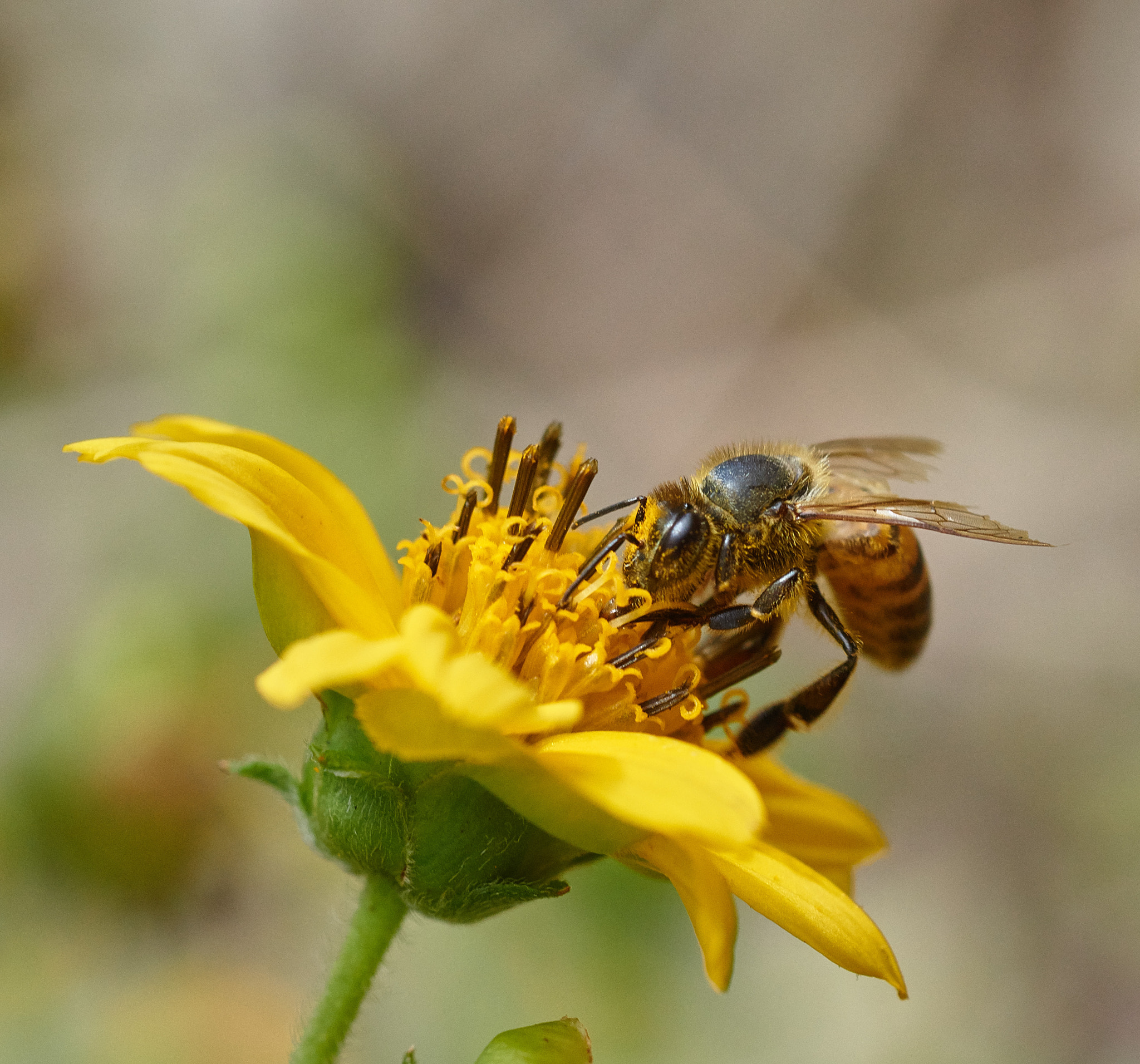 Sony SLT-A58 + MACRO 50mm F2.8 sample photo. Gathering  photography