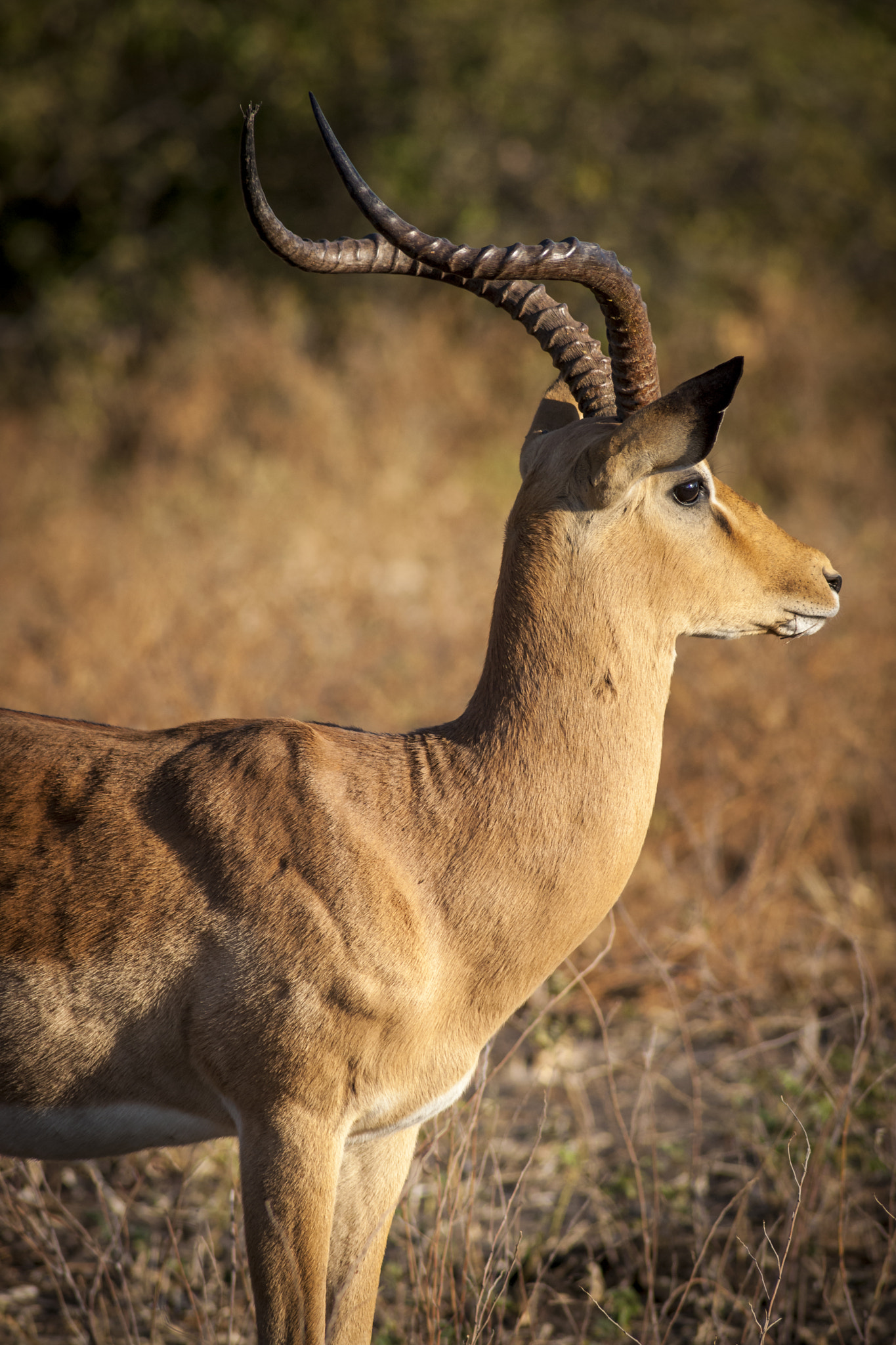 Minolta AF 300mm F4 HS-APO G sample photo. Impala buck portrait photography