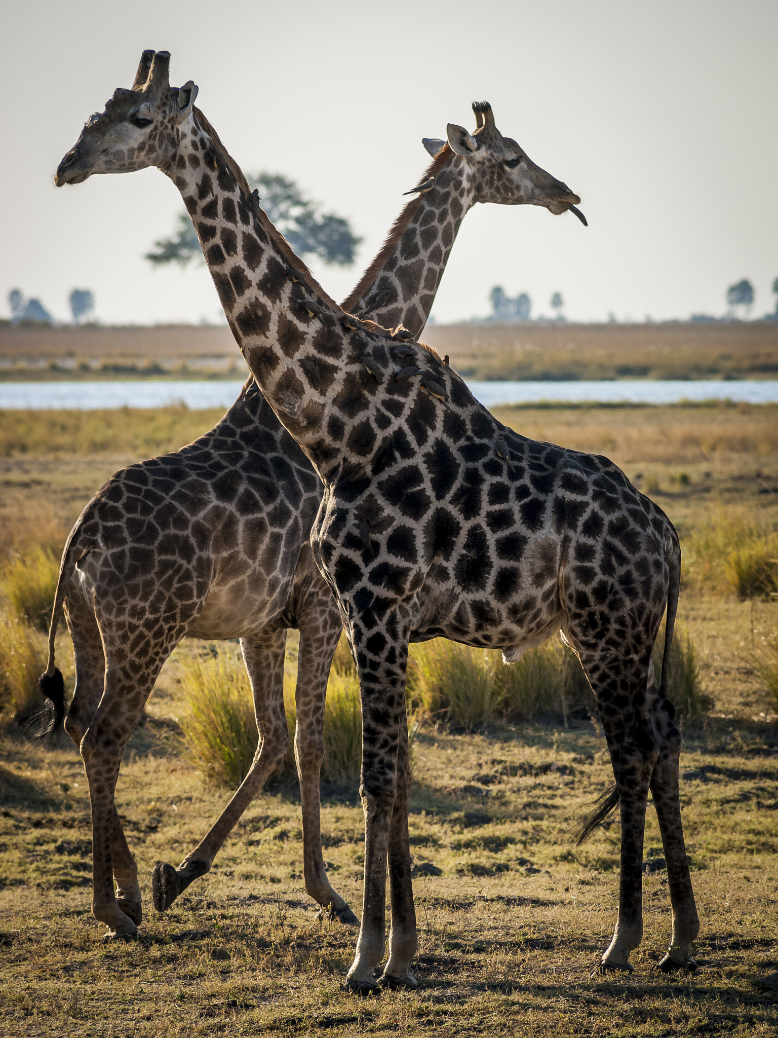 Sony Alpha DSLR-A900 + Minolta AF 300mm F4 HS-APO G sample photo. Crossing giraffes photography