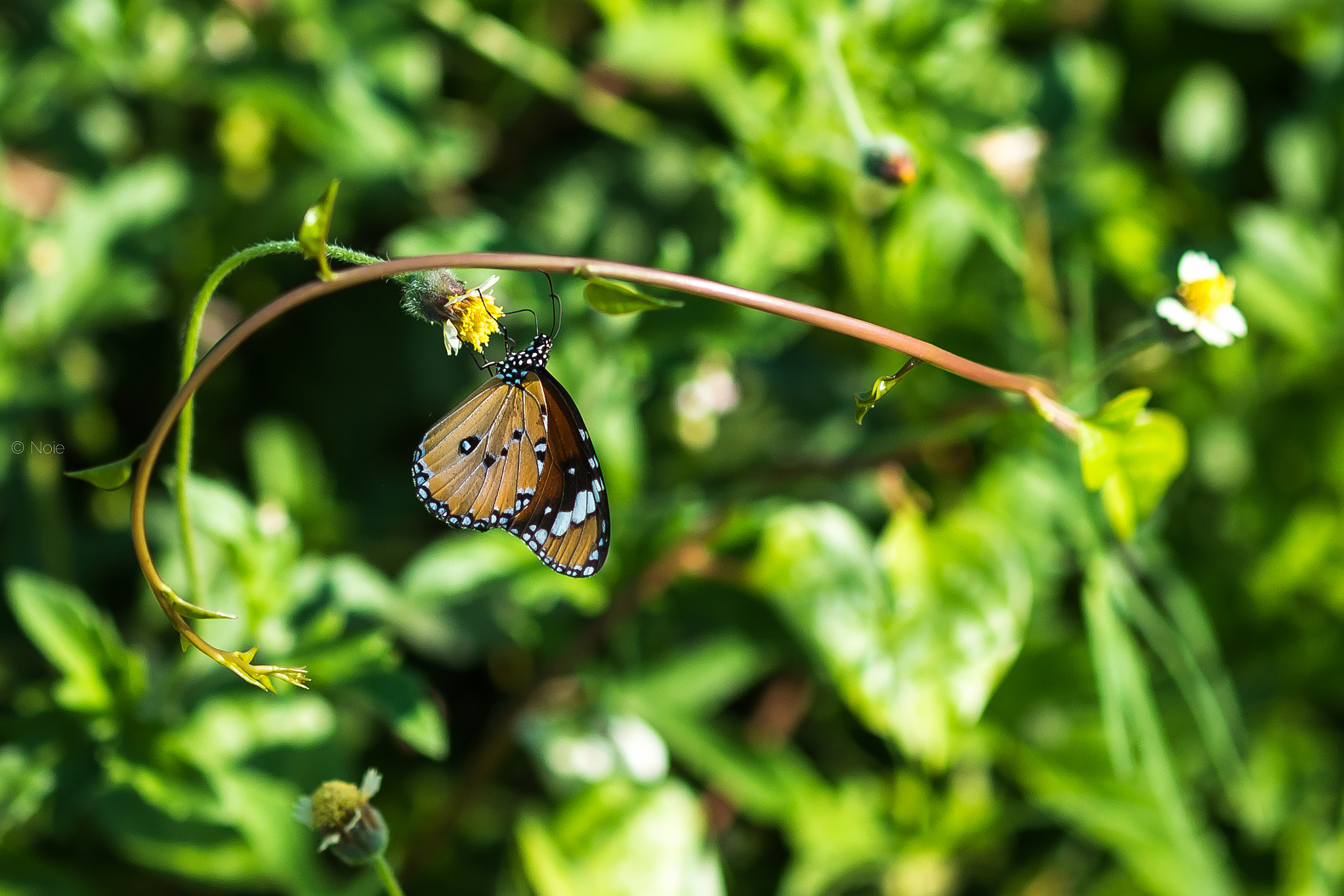 Fujifilm X-A1 + Fujifilm XF 60mm F2.4 R Macro sample photo. Butterfly photography