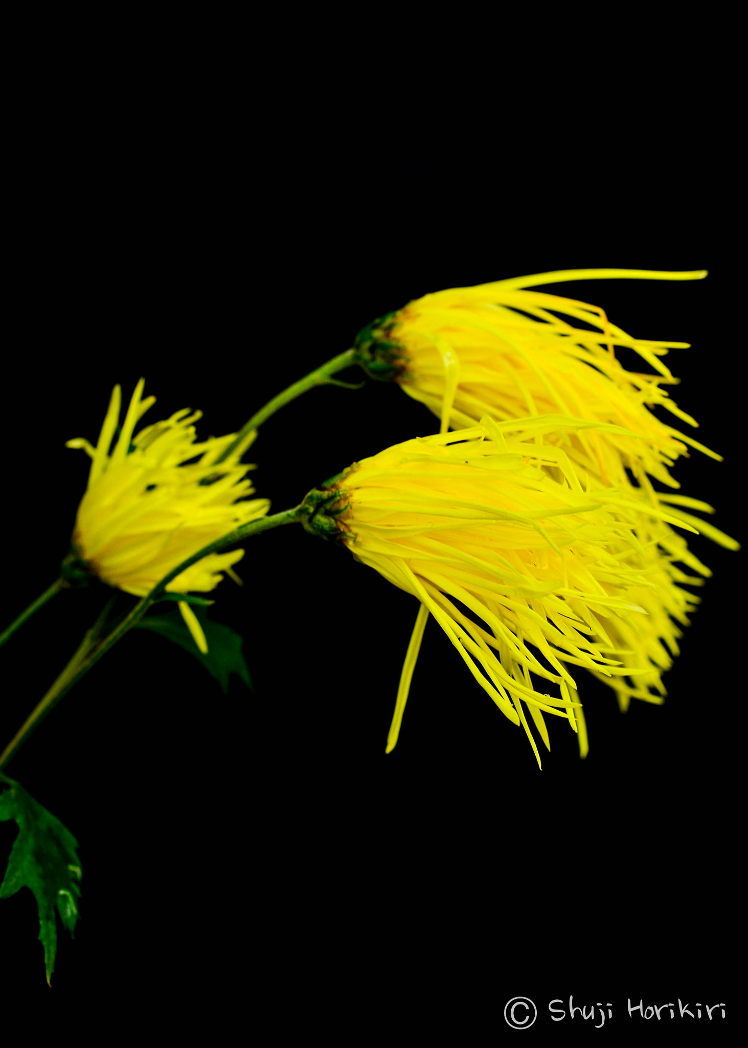 Nikon D800 + Sigma 50mm F2.8 EX DG Macro sample photo. Yellow flowers photography