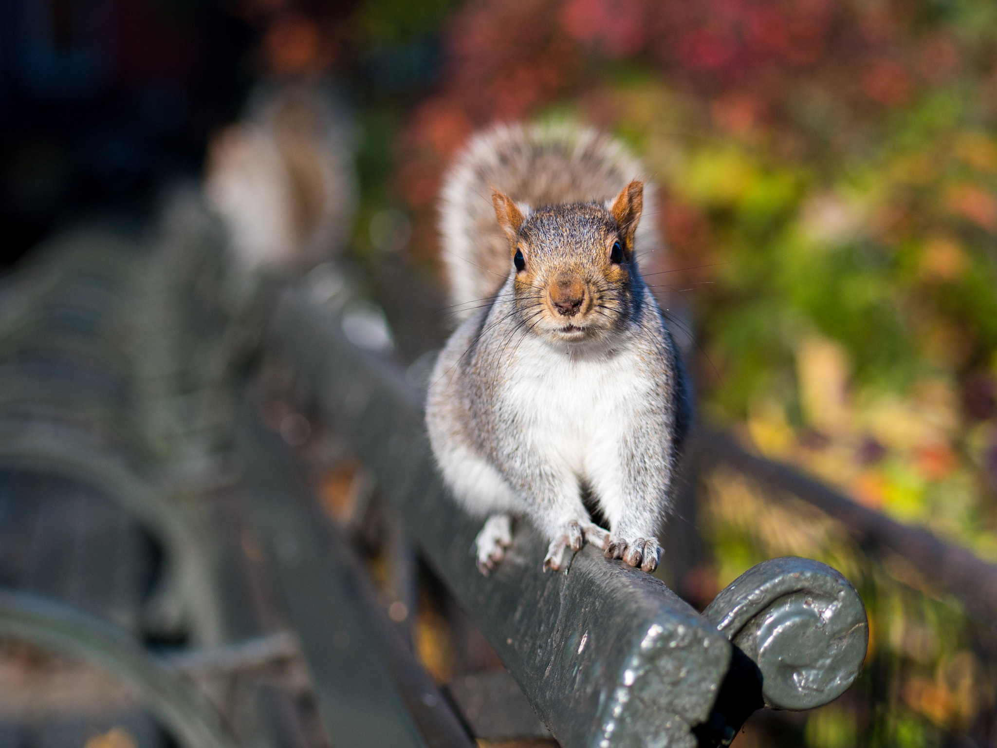 Panasonic Lumix G 42.5mm F1.7 ASPH Power OIS sample photo. Nuts about nuts photography
