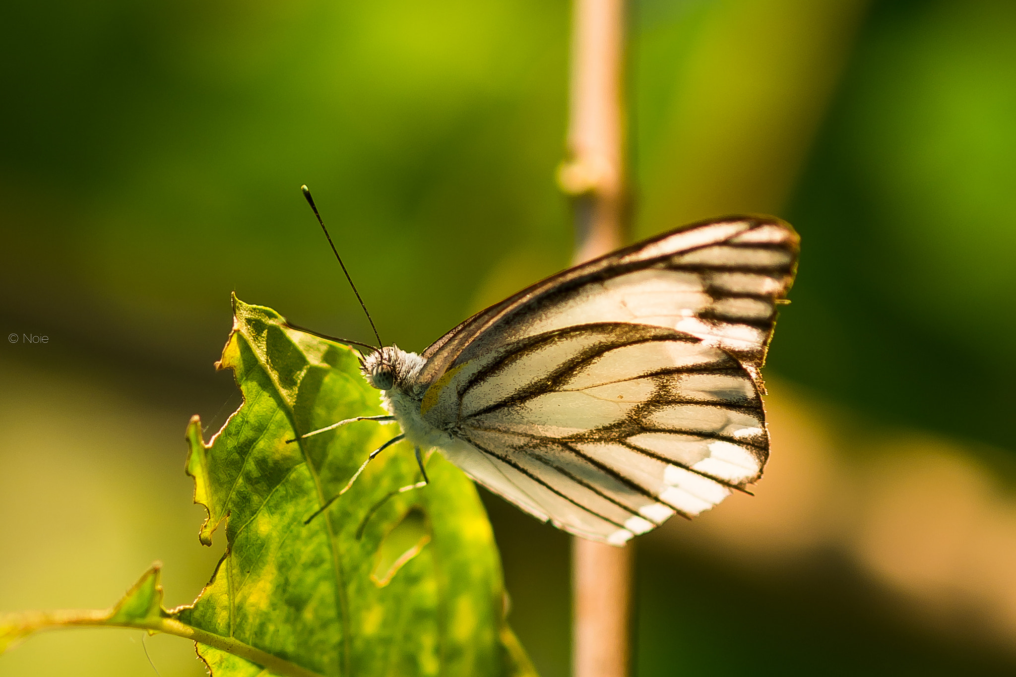 Fujifilm X-A1 + Fujifilm XF 60mm F2.4 R Macro sample photo. White butterfly photography