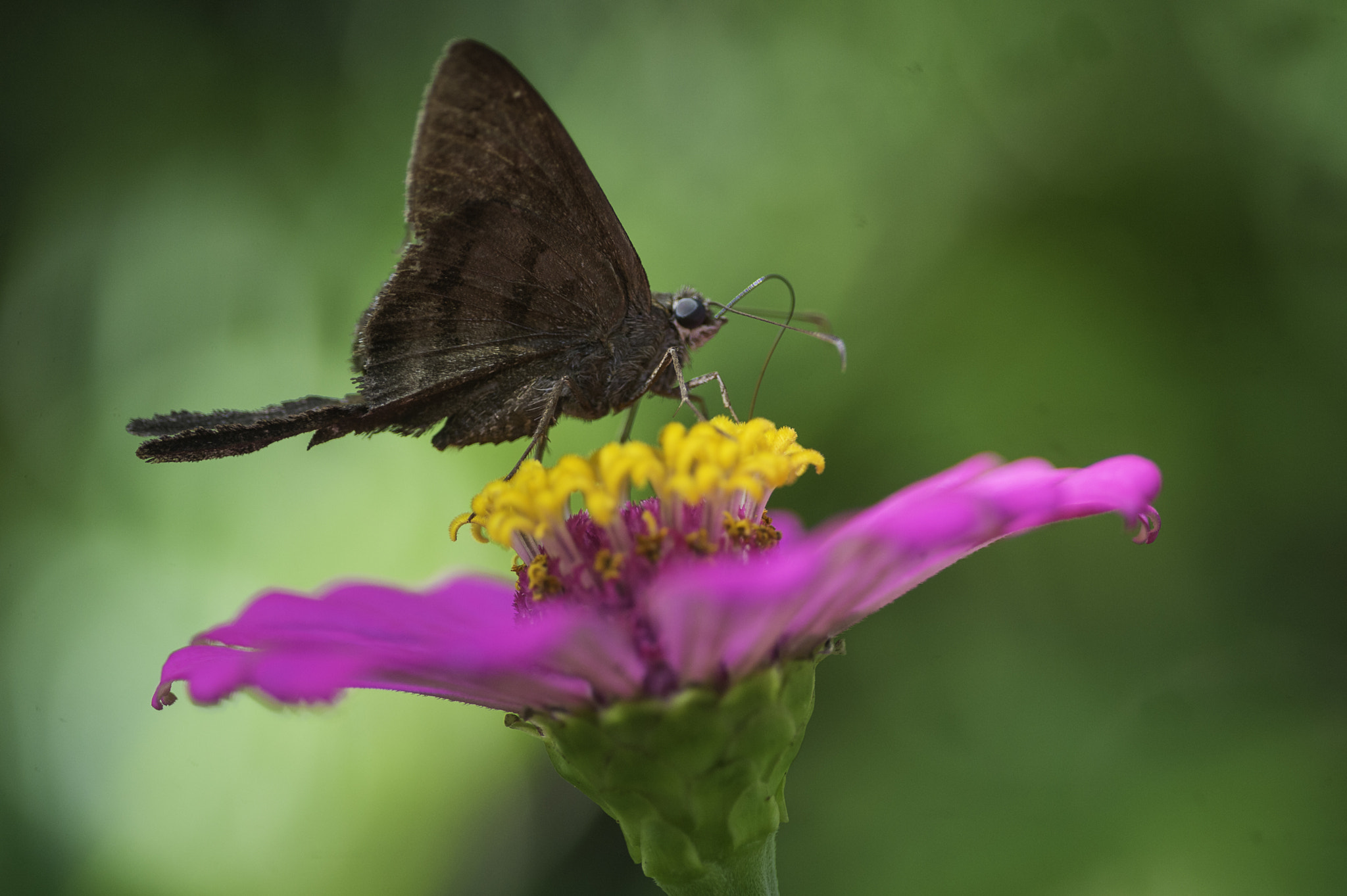 Nikon D4 sample photo. Skipper's tail photography