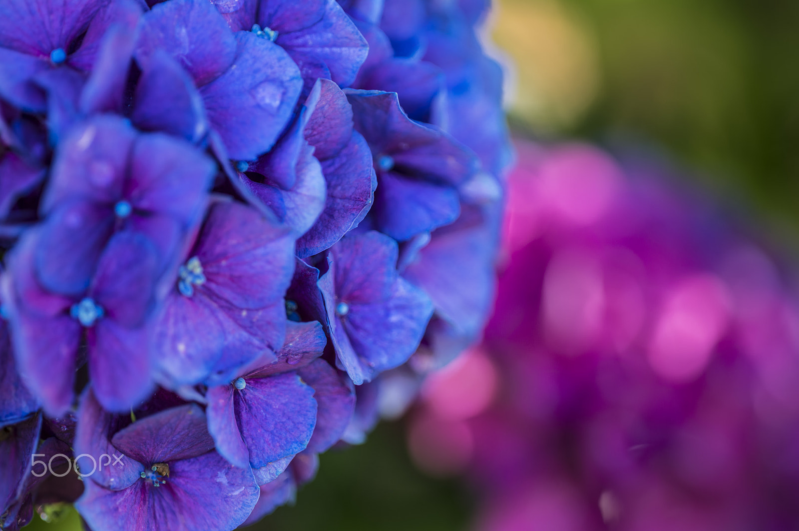 Apo-Macro-Summarit-S 120 CS sample photo. Morning walk photography