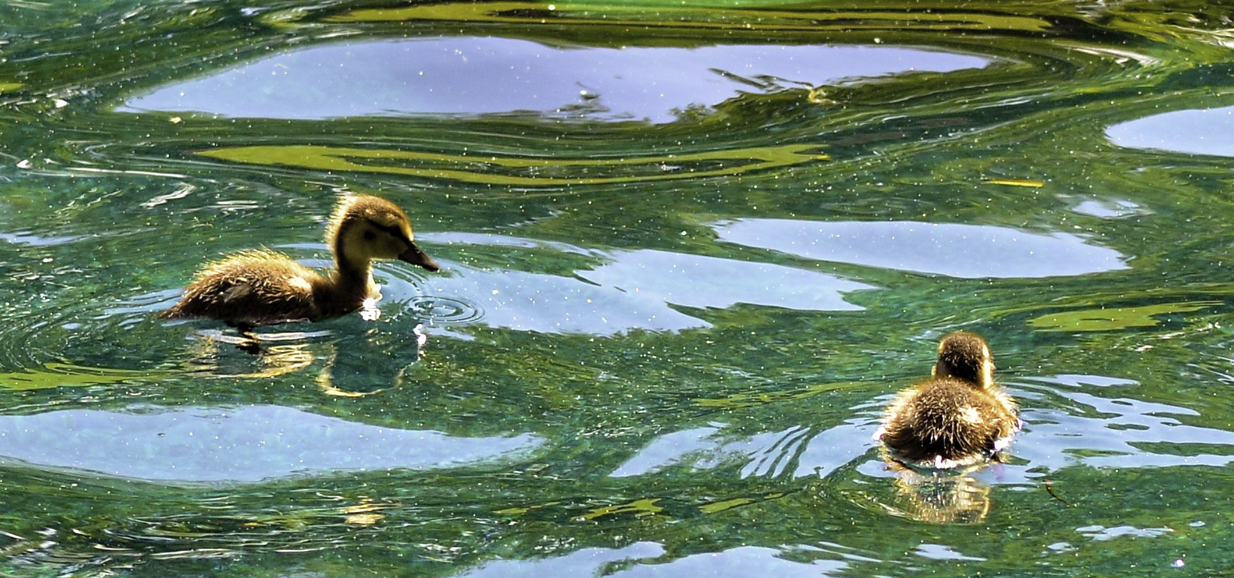 Nikon D7000 + AF Micro-Nikkor 105mm f/2.8 sample photo. Ducklings photography