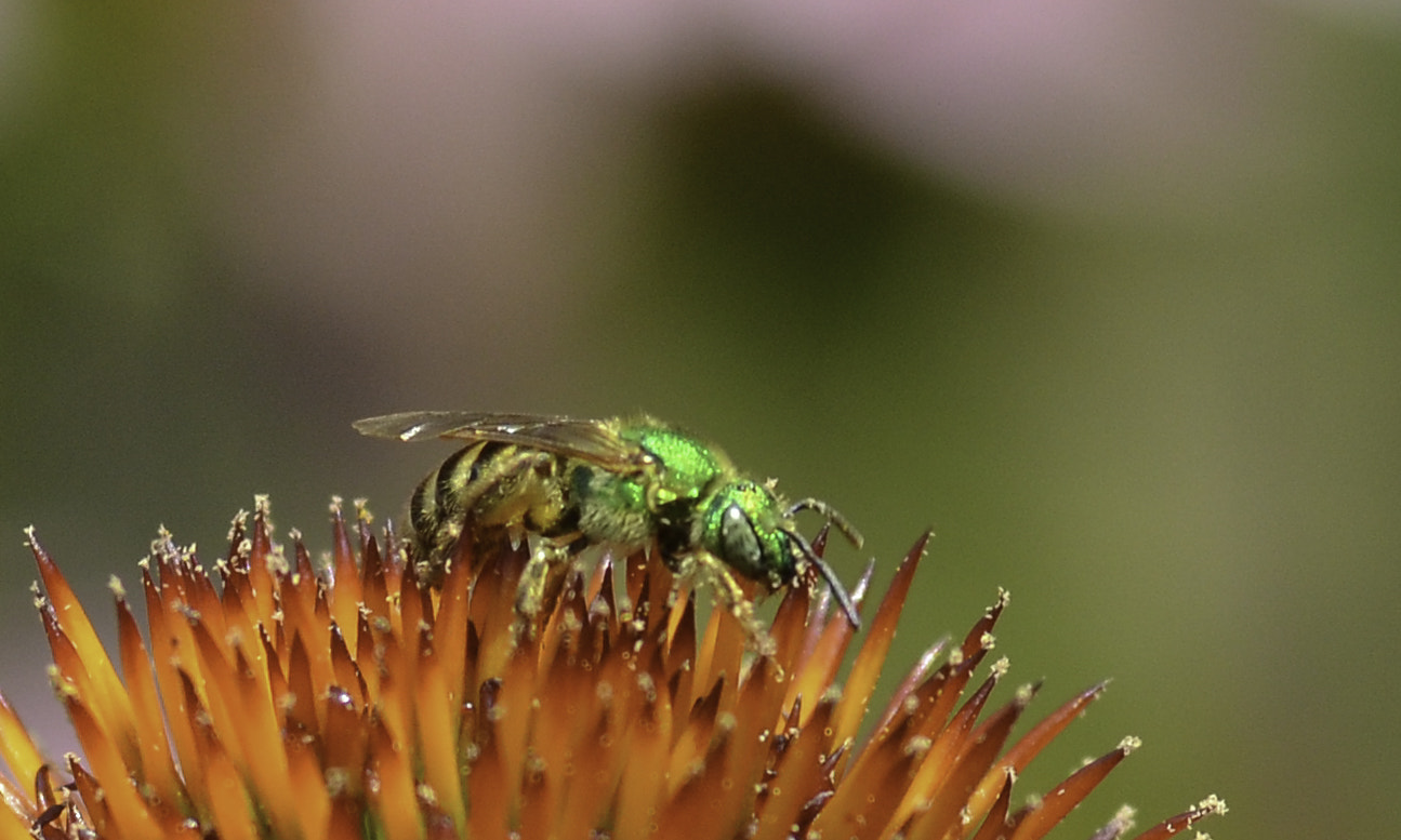 Nikon D7000 + AF Micro-Nikkor 105mm f/2.8 sample photo. Green bee photography