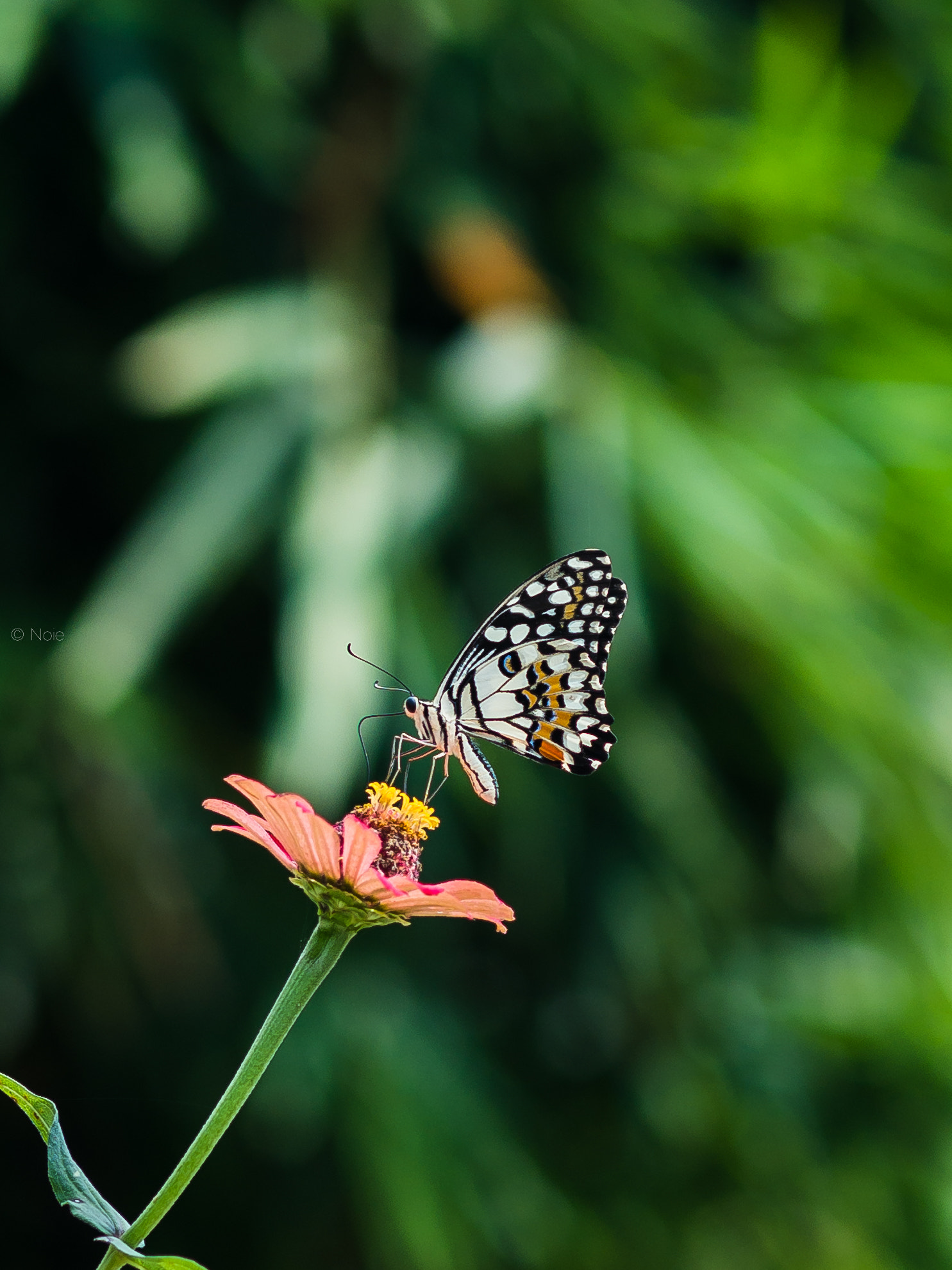 Fujifilm X-A1 + Fujifilm XF 60mm F2.4 R Macro sample photo. Butterfly and flower photography