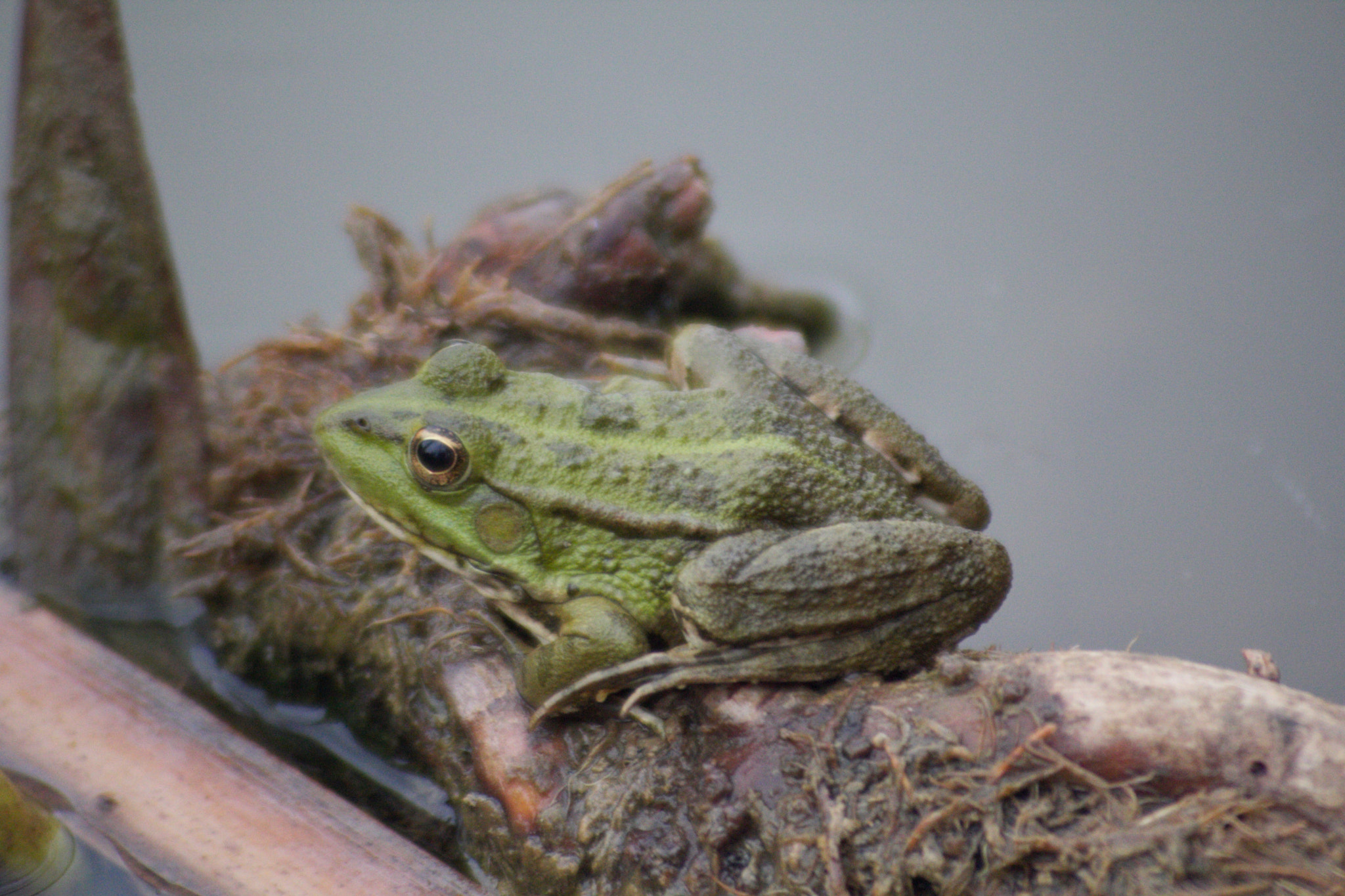 Canon EOS 60D + Canon EF 100-300mm f/5.6 sample photo. 21395559751.jpg photography