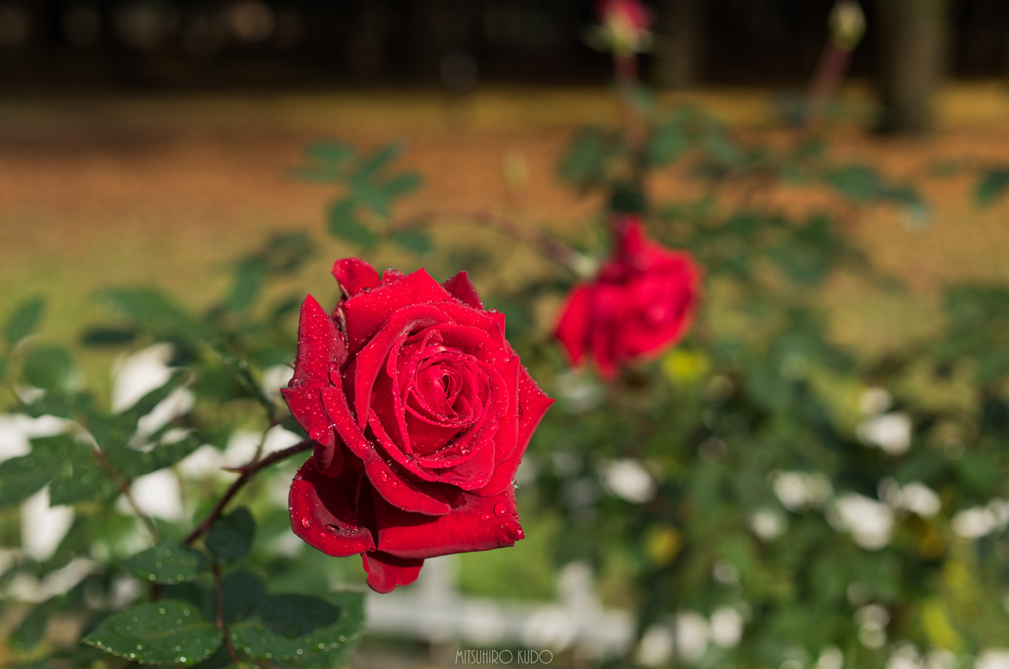 ZEISS Makro-Planar T* 50mm F2 sample photo. After the rain park photography