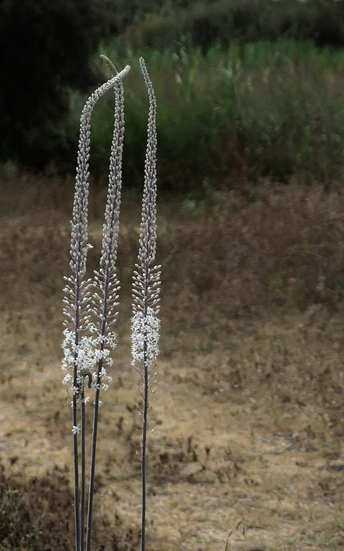 Nikon AF-S Nikkor 600mm F4D ED-IF II sample photo. Consolation photography