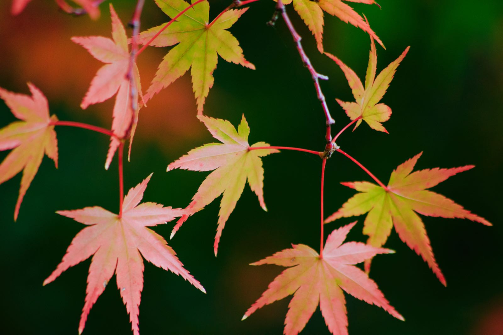 smc PENTAX-DA L 55-300mm F4-5.8 ED sample photo. Leaves photography