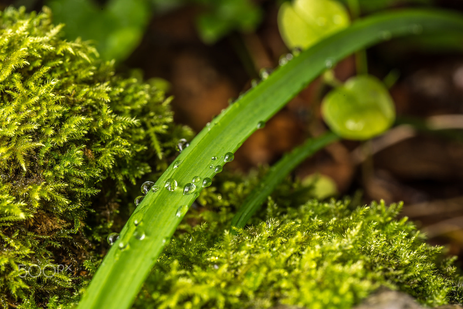 Nikon D810 + Tamron SP 90mm F2.8 Di VC USD 1:1 Macro sample photo. Water drops photography