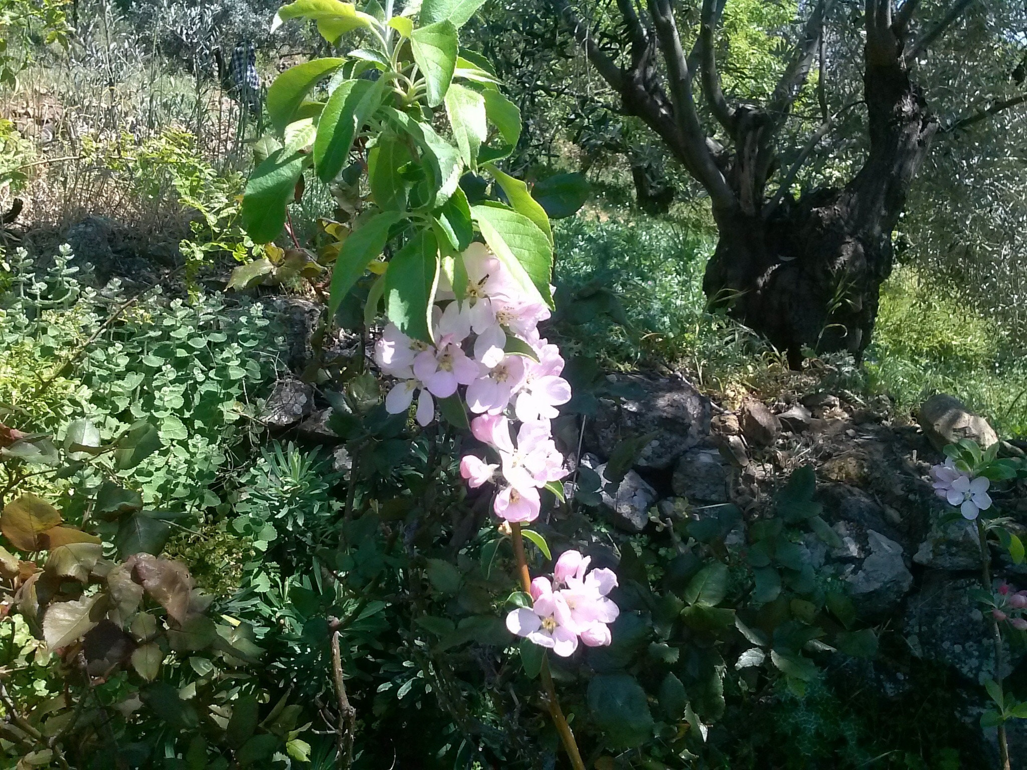 LG Optimus F5 sample photo. Apple tree photography