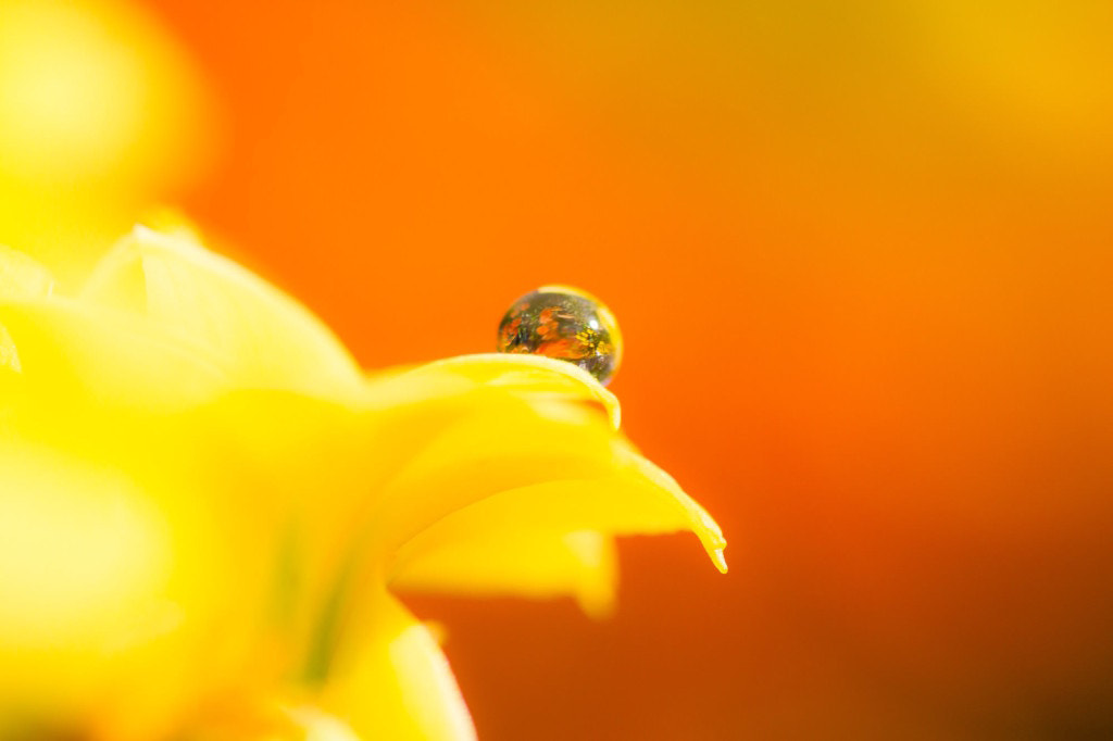 Canon EOS M + Tamron SP AF 90mm F2.8 Di Macro sample photo. Yellow photography