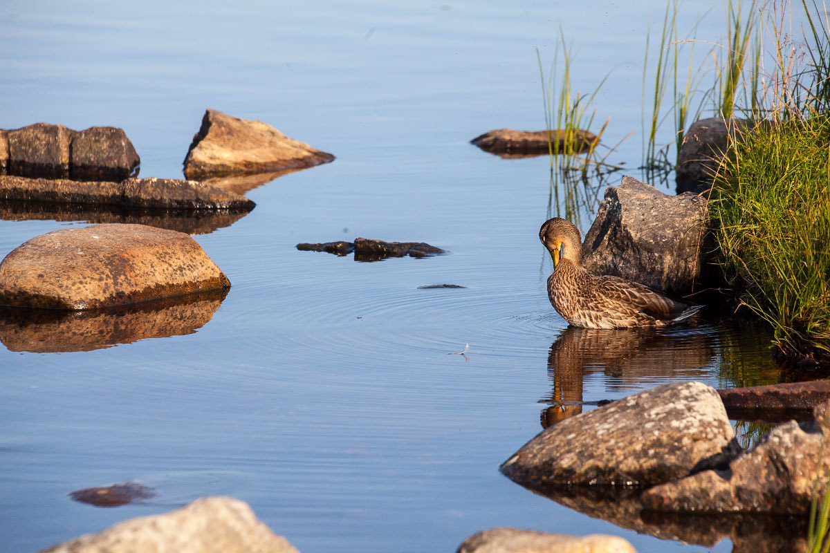 Canon EF 35-350mm F3.5-5.6L USM sample photo. Карелия web photography
