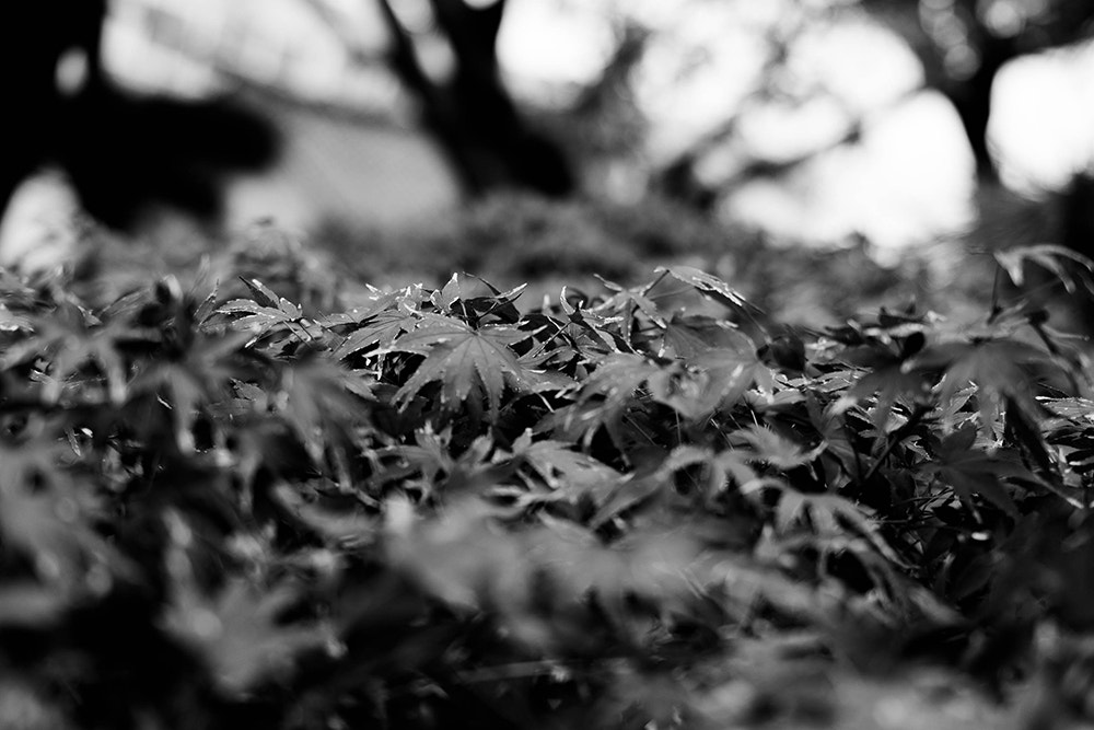 Nikon D610 + Sigma 18-35mm F1.8 DC HSM Art sample photo. Bw photography