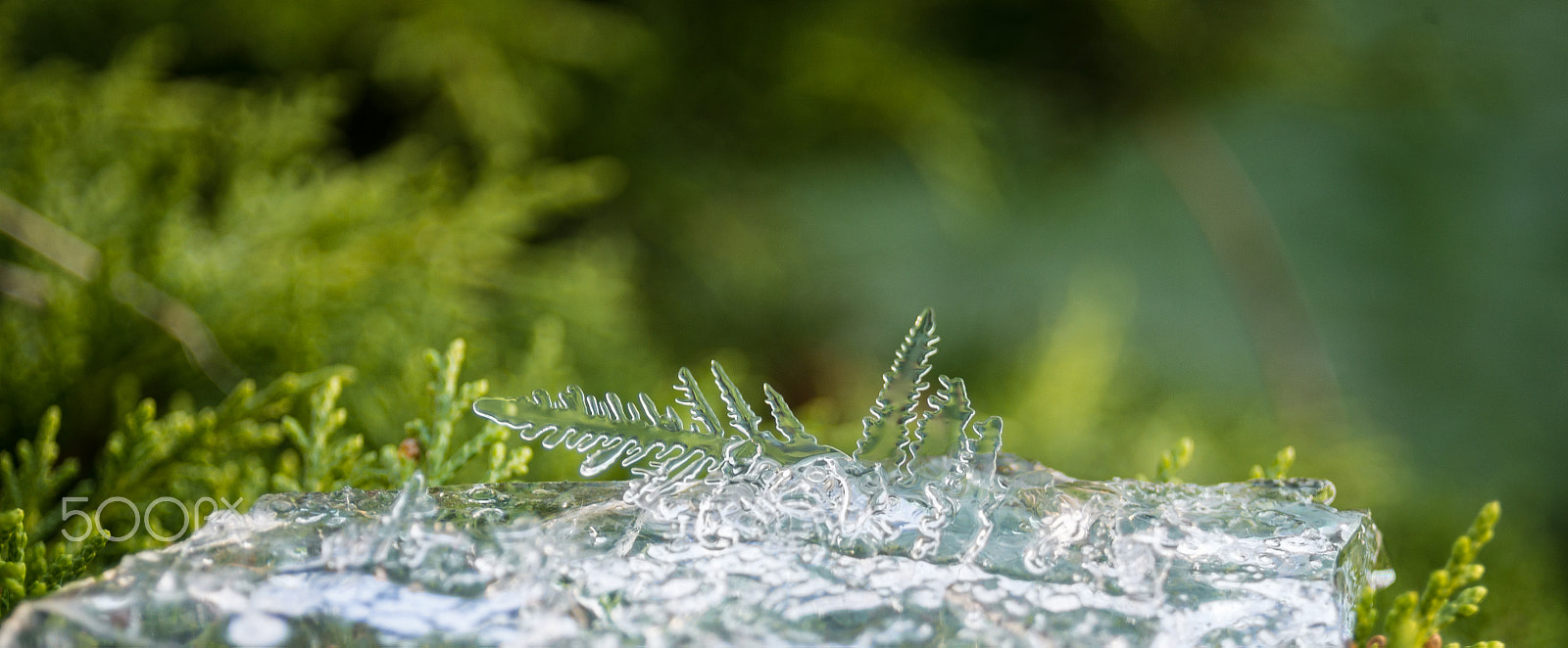 AF Zoom-Nikkor 28-80mm f/3.3-5.6G sample photo. First frost photography