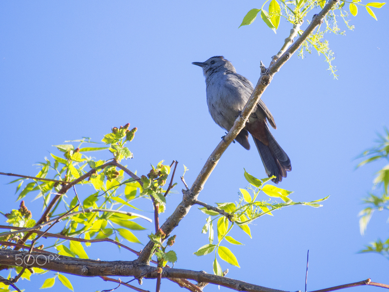 Olympus PEN E-PL5 sample photo. Gray catbird / moqueur chat photography
